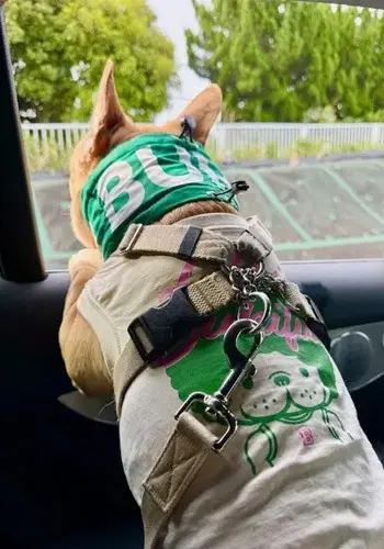 エクラ 華組山崎さんの愛犬