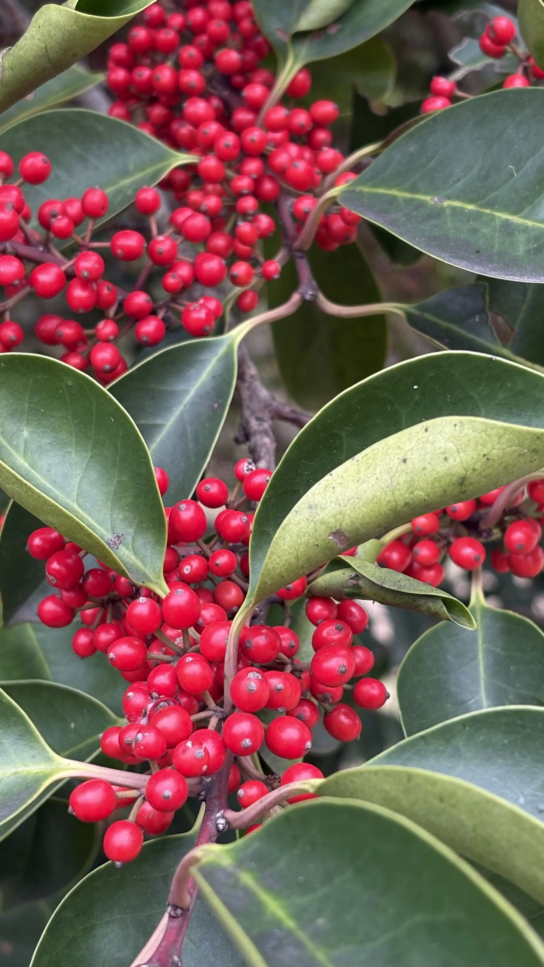 乾通り散策＊GUコーデ_1_5