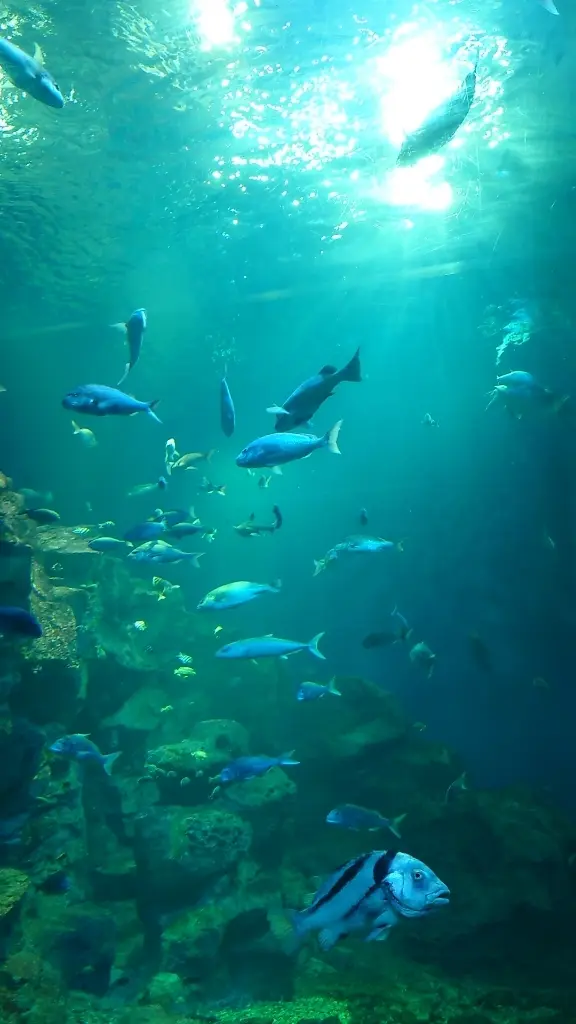 男鹿水族館GAO大水槽の中