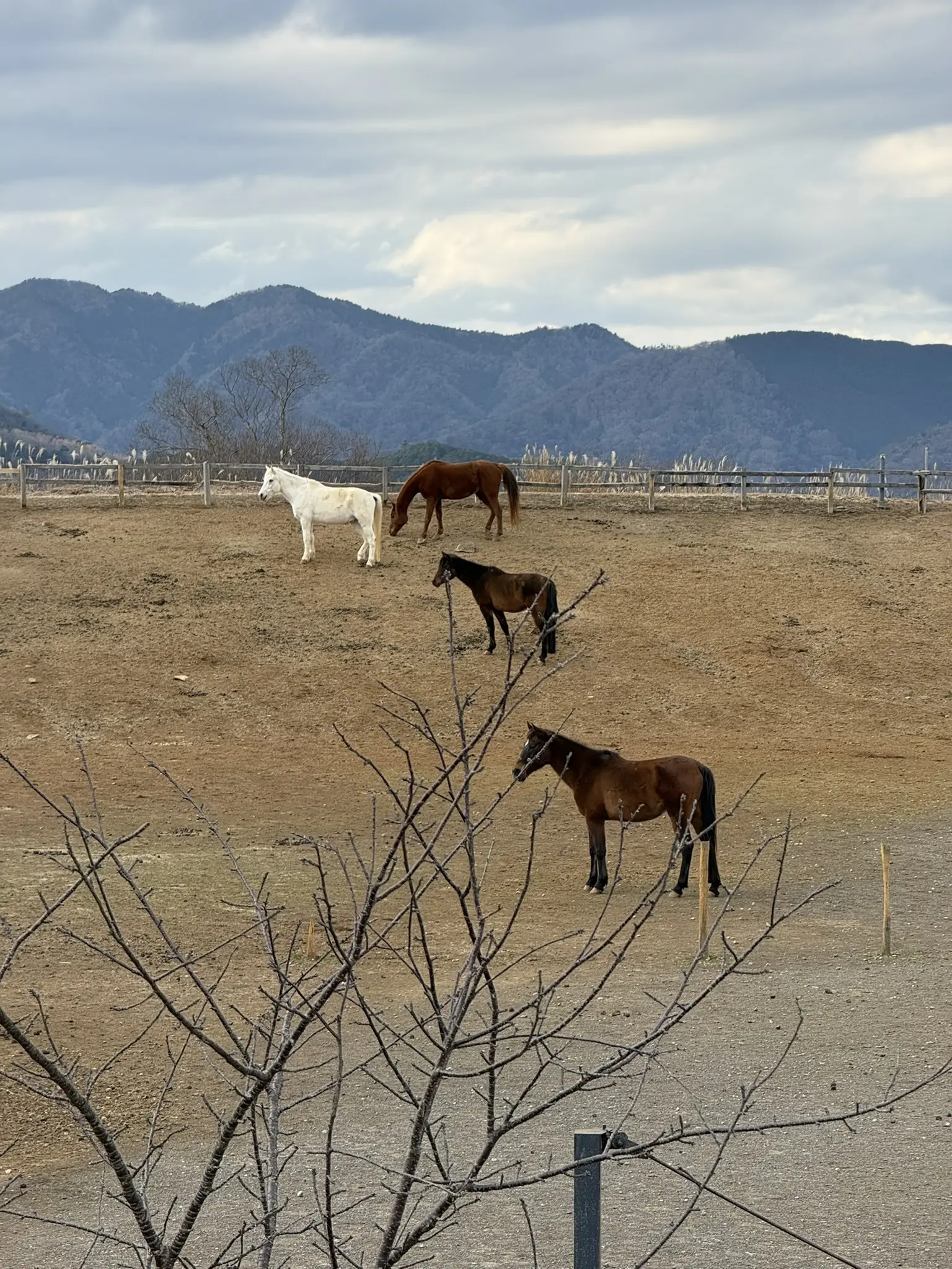 伊豆ホース・カントリー