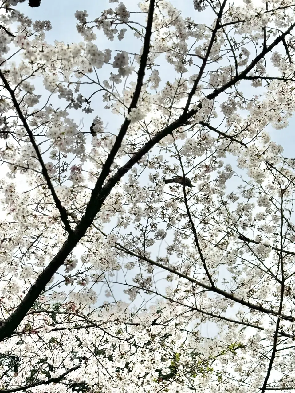 靖国神社の桜 ⑥