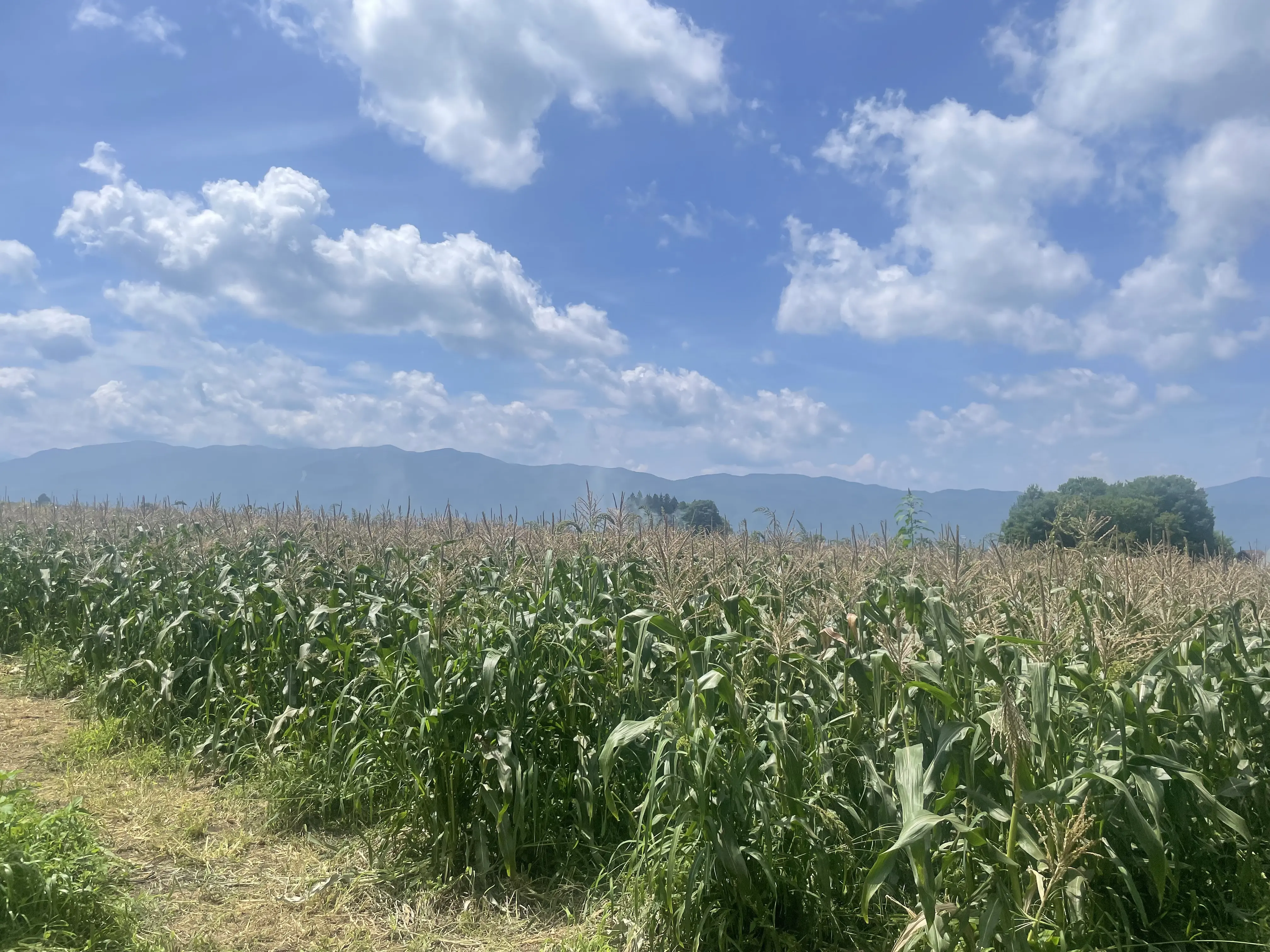 かぶりつけば至福！八ヶ岳生とうもろこし_1_2