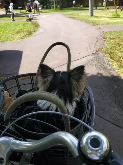 自転車かごにのる犬