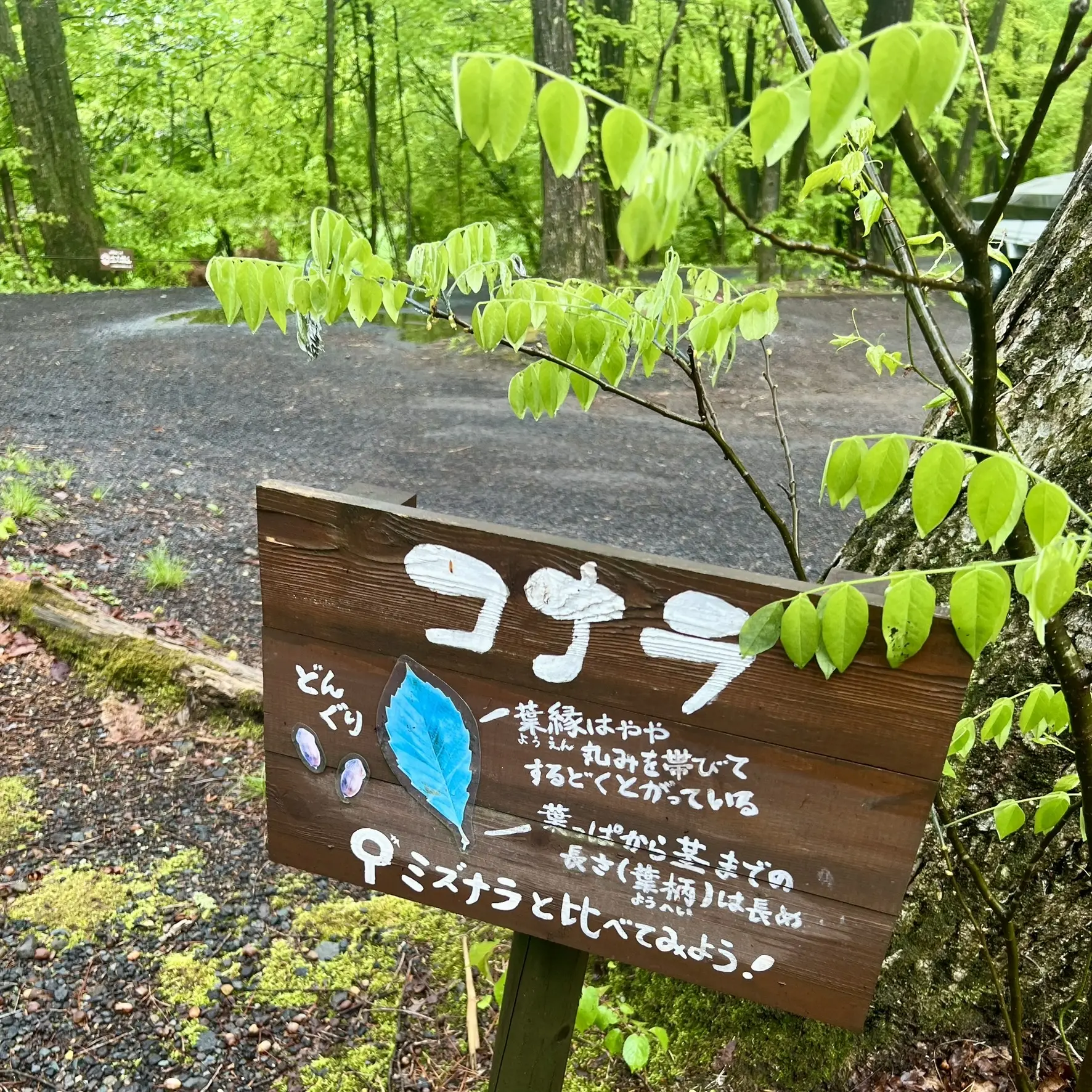 ルオムの森