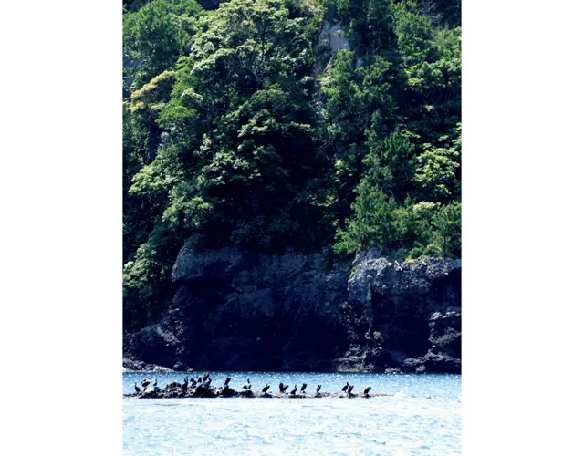 展望船やフェリーで沖に出れば、島の景観を外から眺めたり、岩上で休むウミウたちの姿を楽しめる
