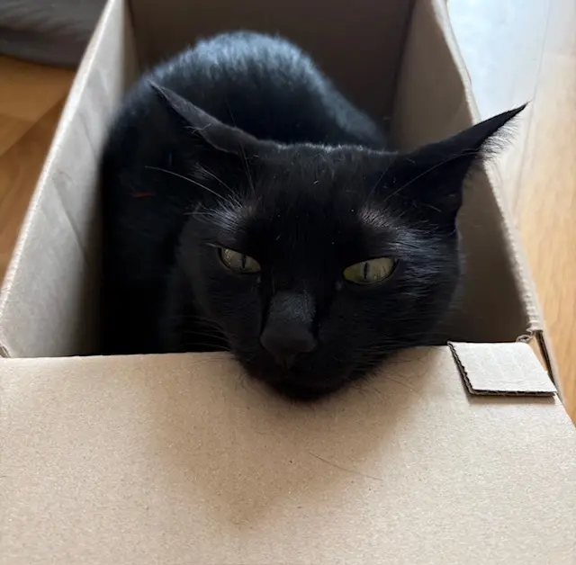 ねこ　保護猫　