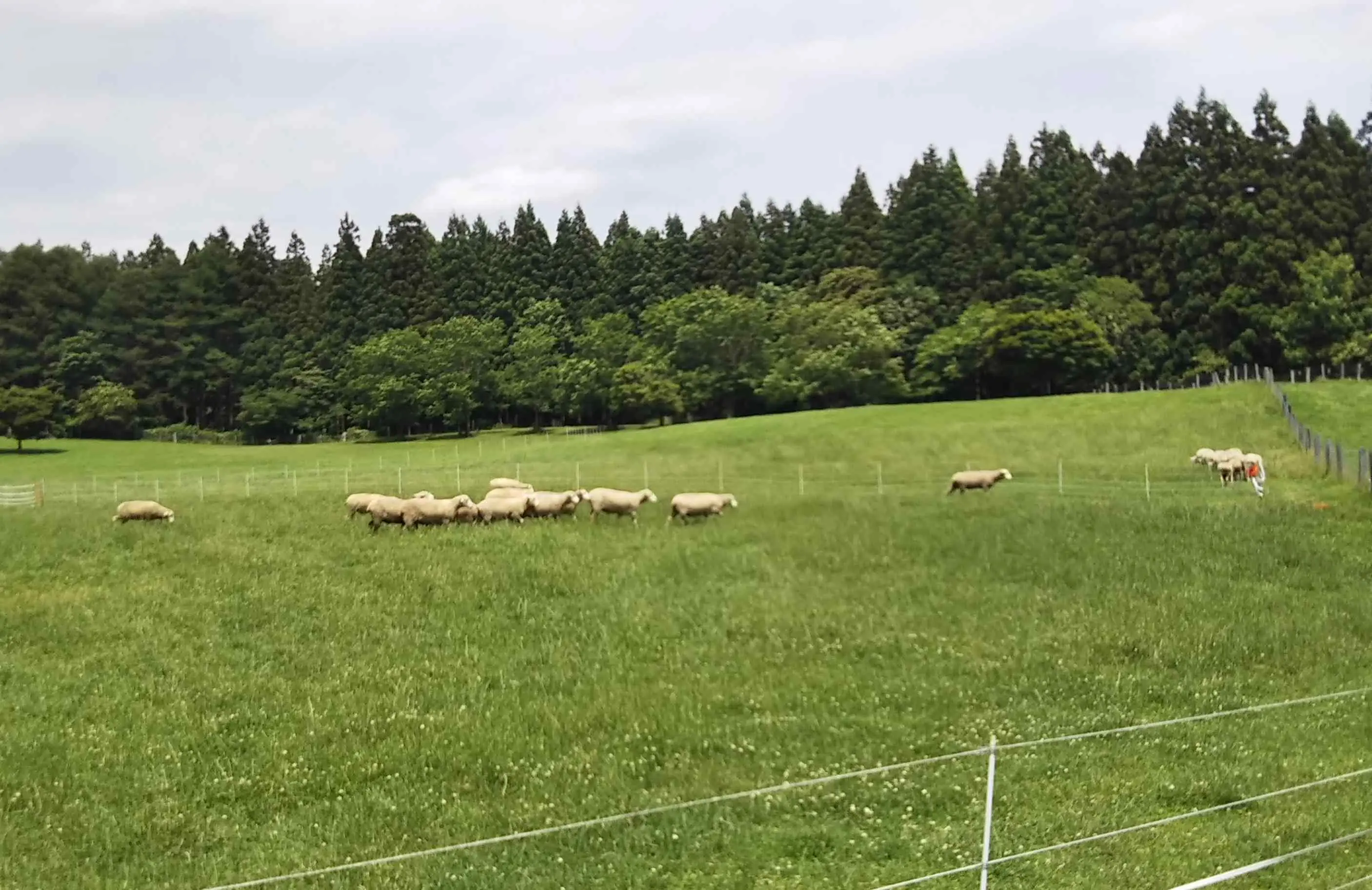 小岩井農場　羊の放牧