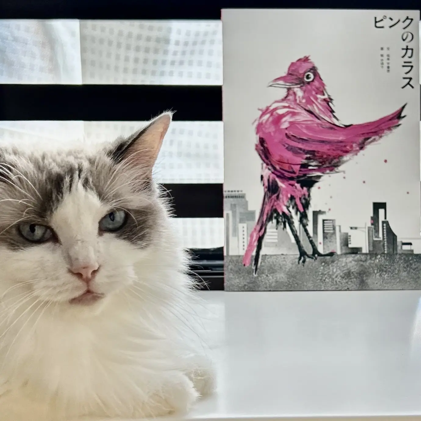 絵本『ピンクのカラス』 | チームJマダム t.Shocoのブログ | チームJ