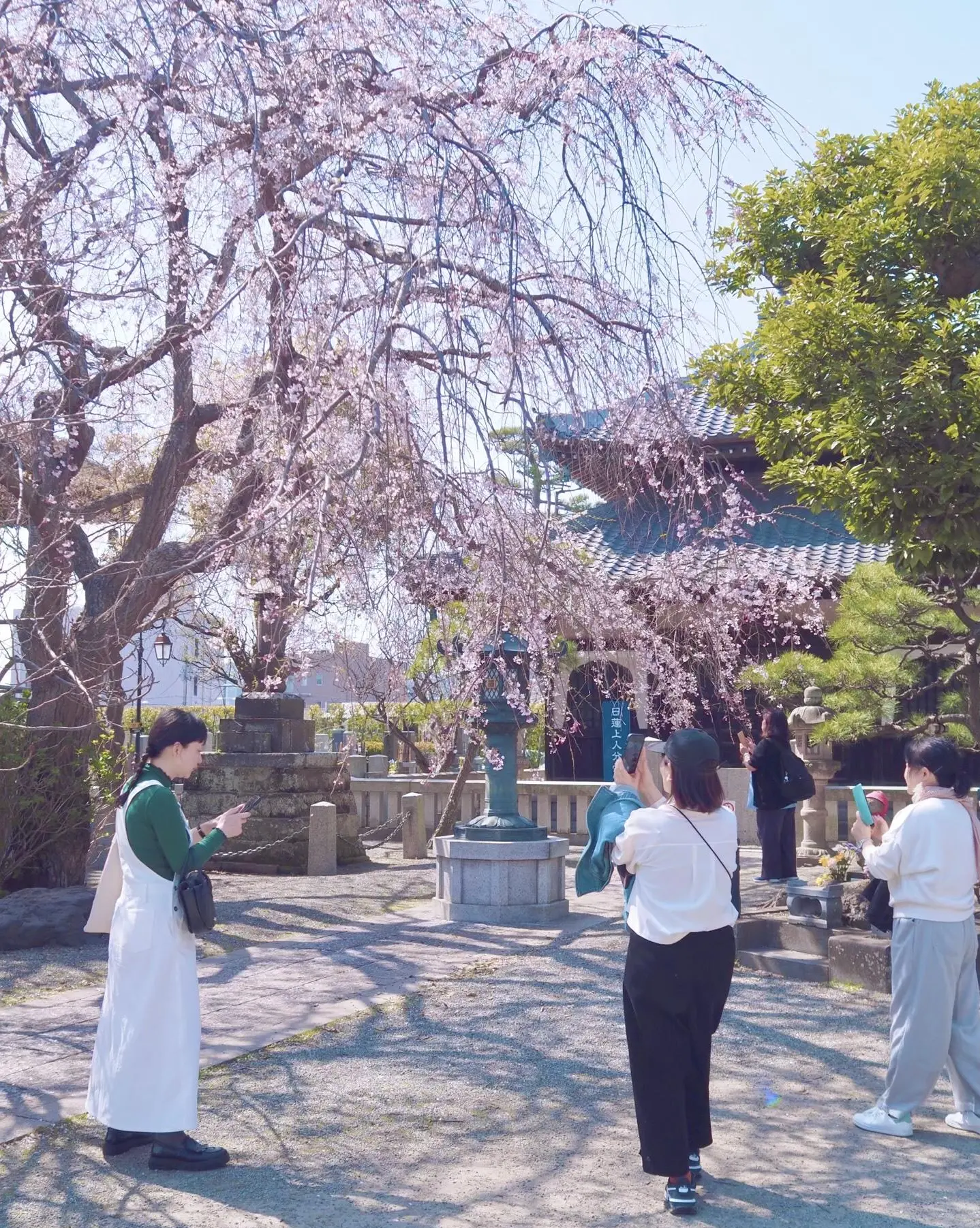 本覚寺の枝垂れ桜 2024.3.31