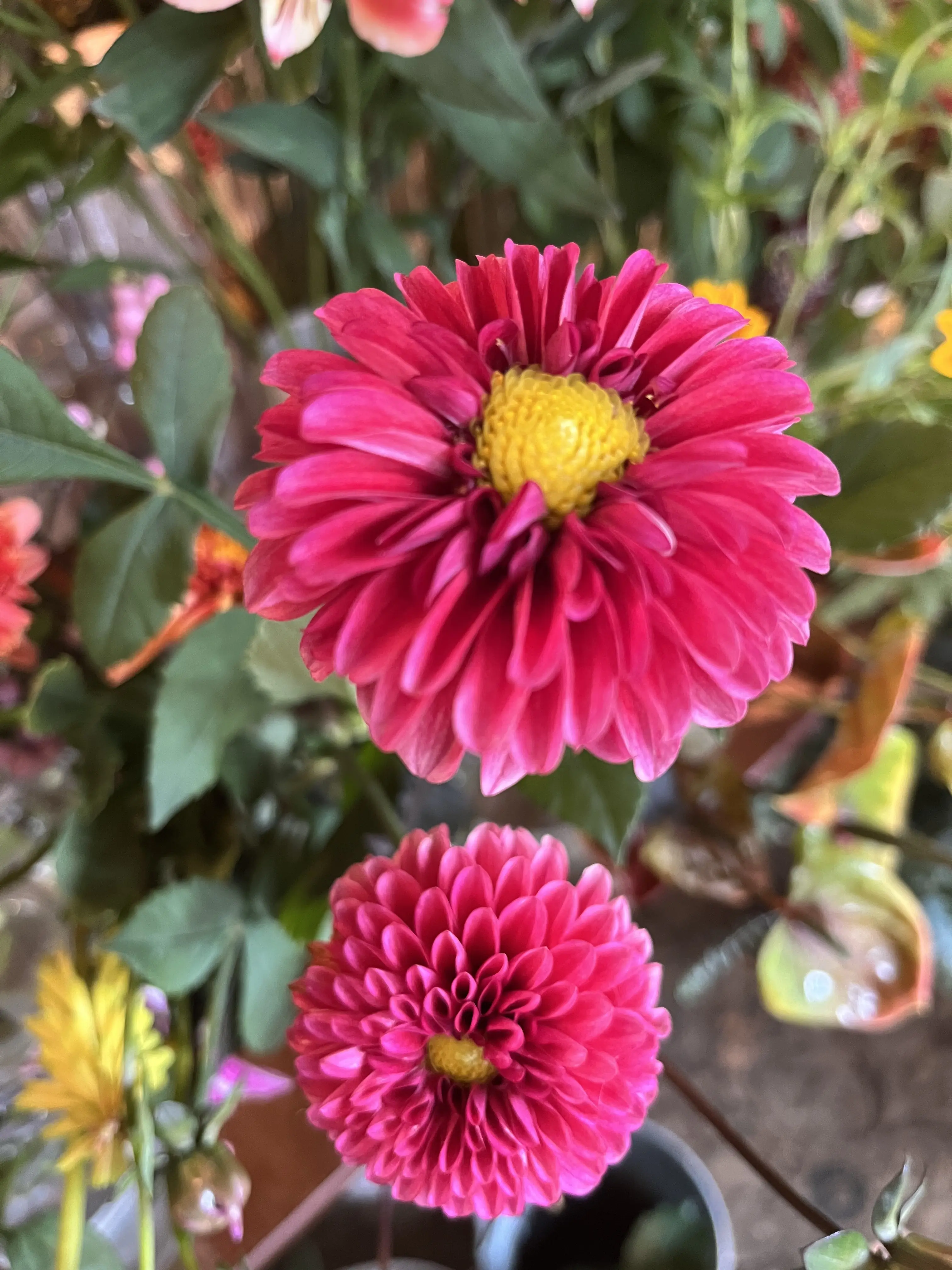 久々の花活♪秋色のお花の中で〝花屋で写真館〟_1_6