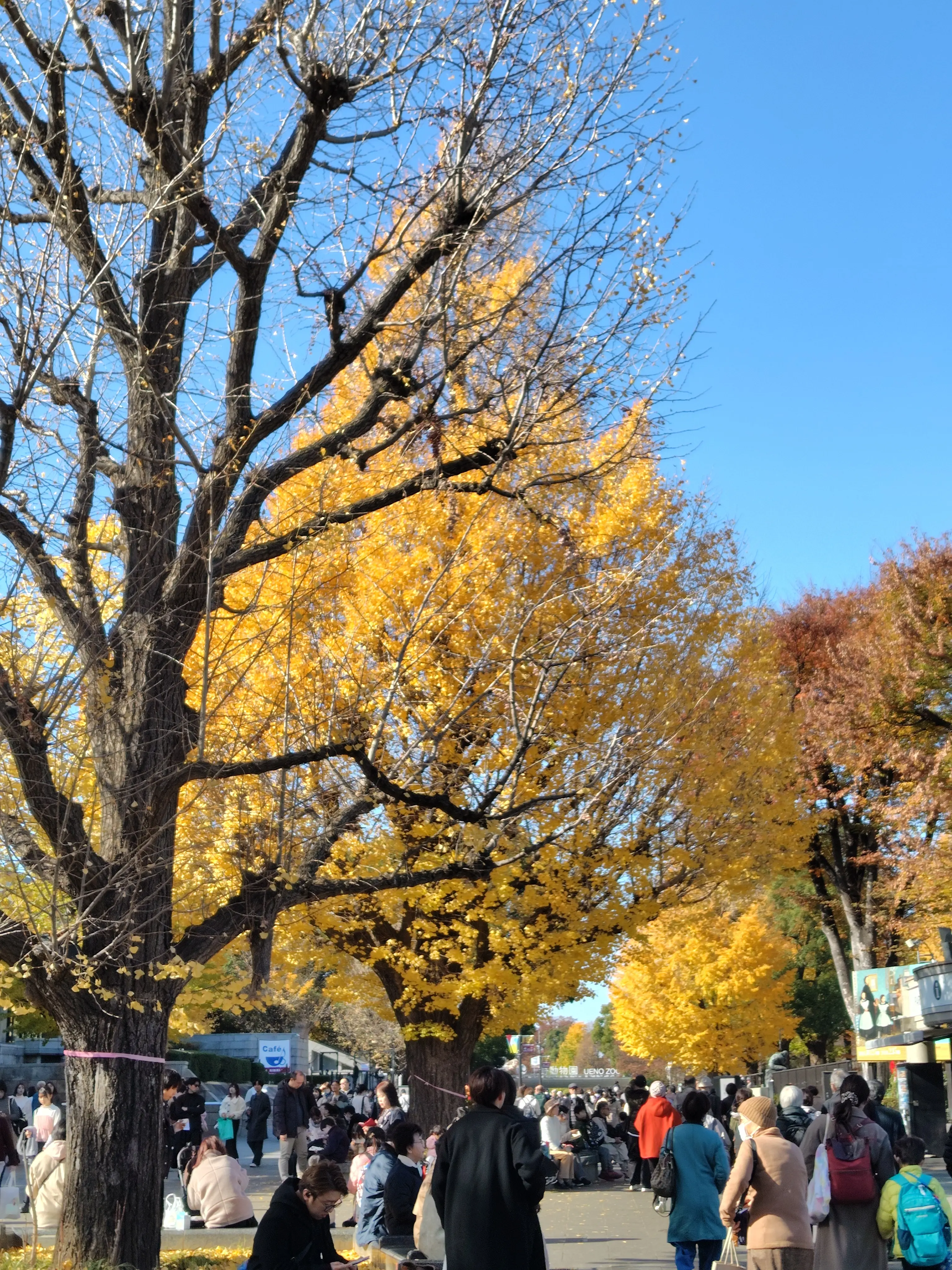 スカーフスタイルで紅葉の上野&amp;老舗グルメ_1_4