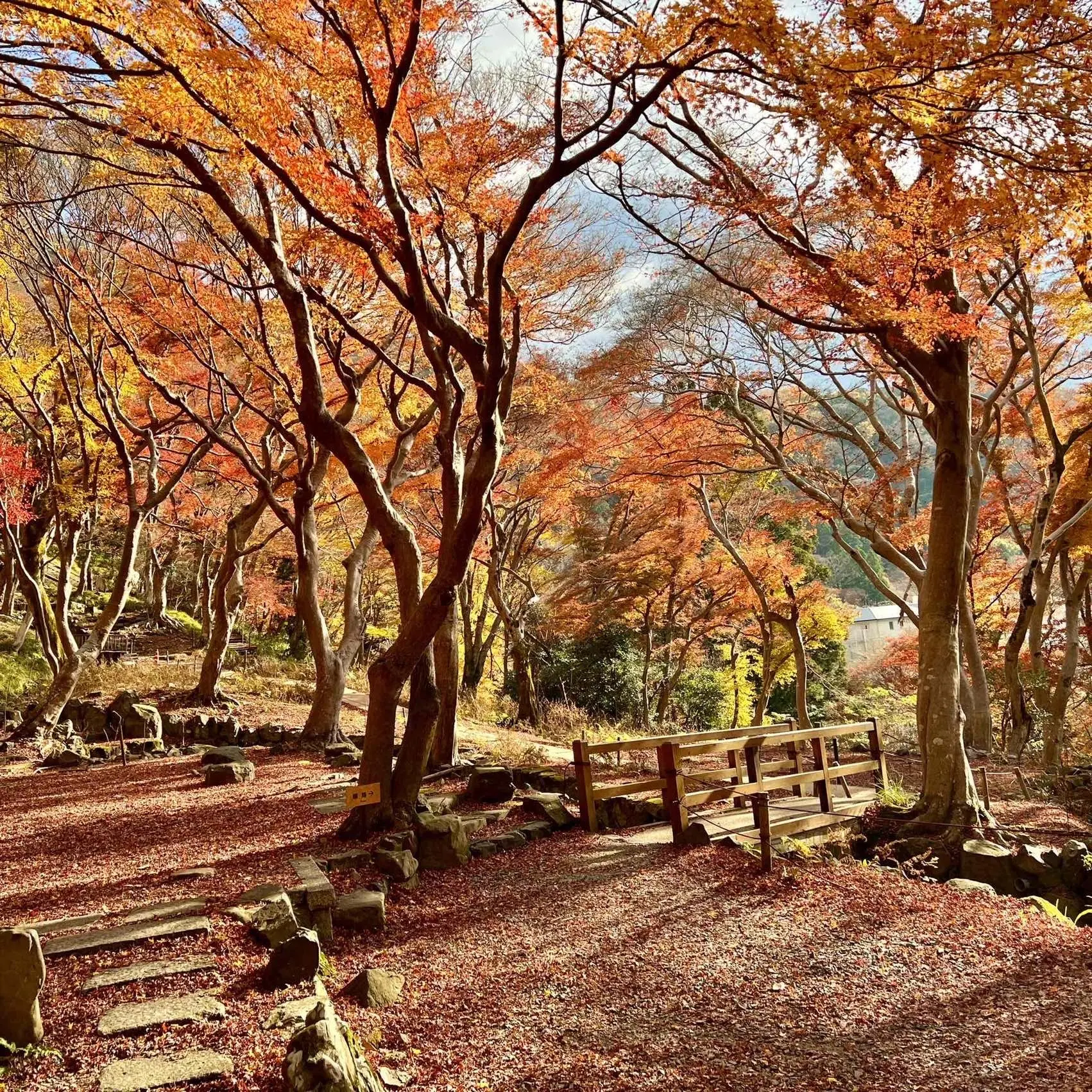 秋の景色を楽しむ♡京都の紅葉_1_20
