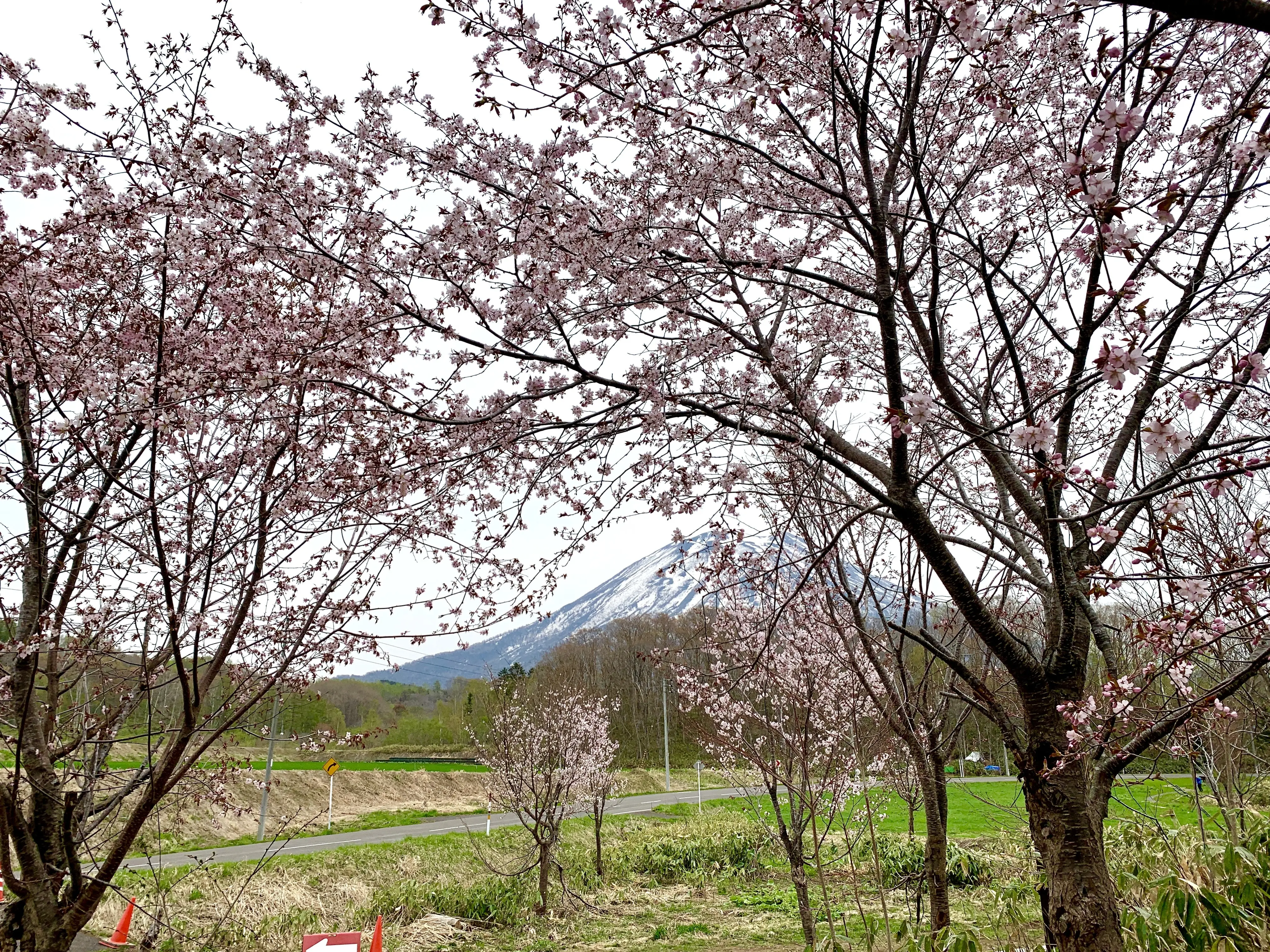 桜と羊蹄山