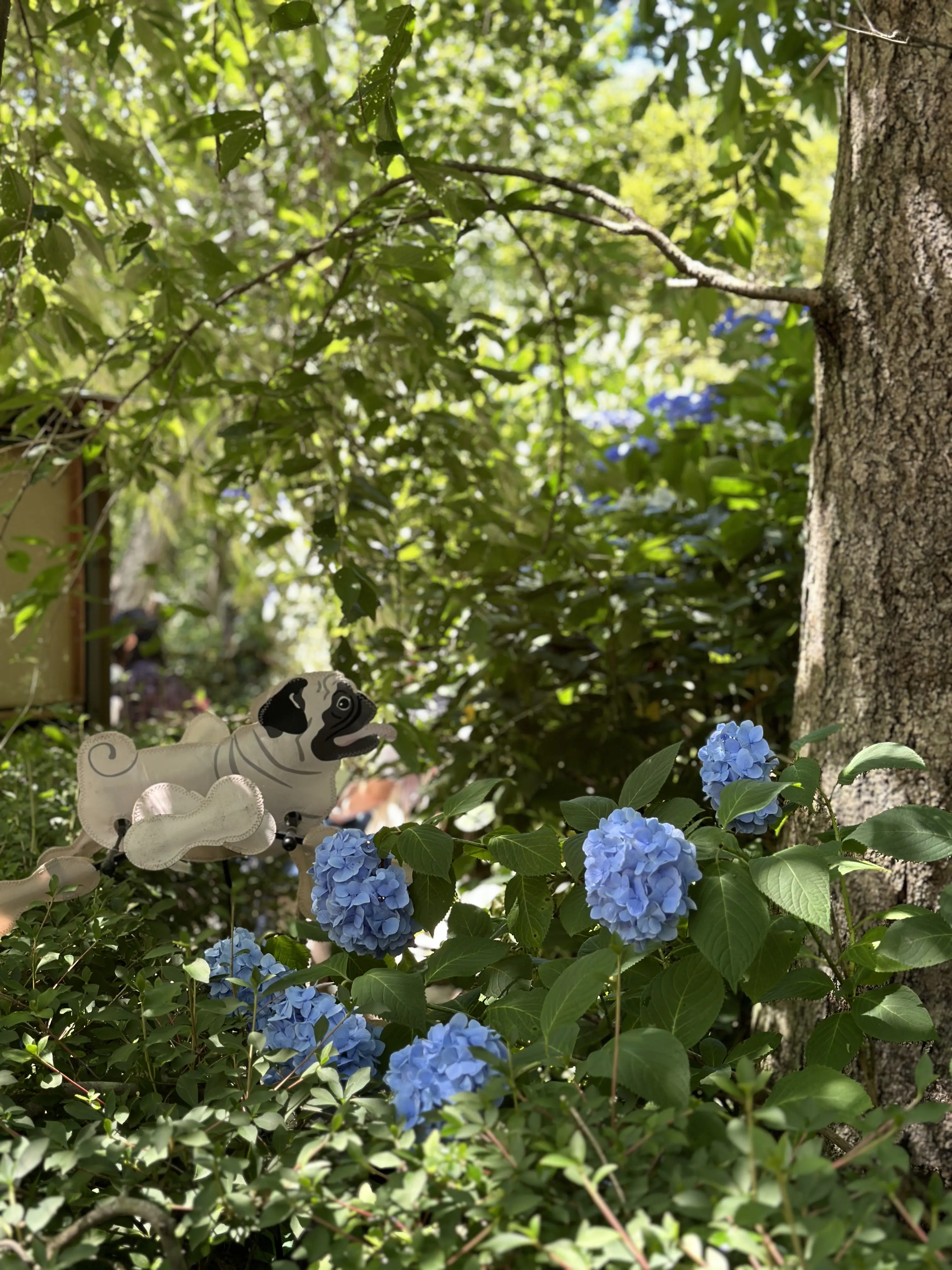 あじさいの花が咲き誇る初夏の北鎌倉明月院へ_1_8