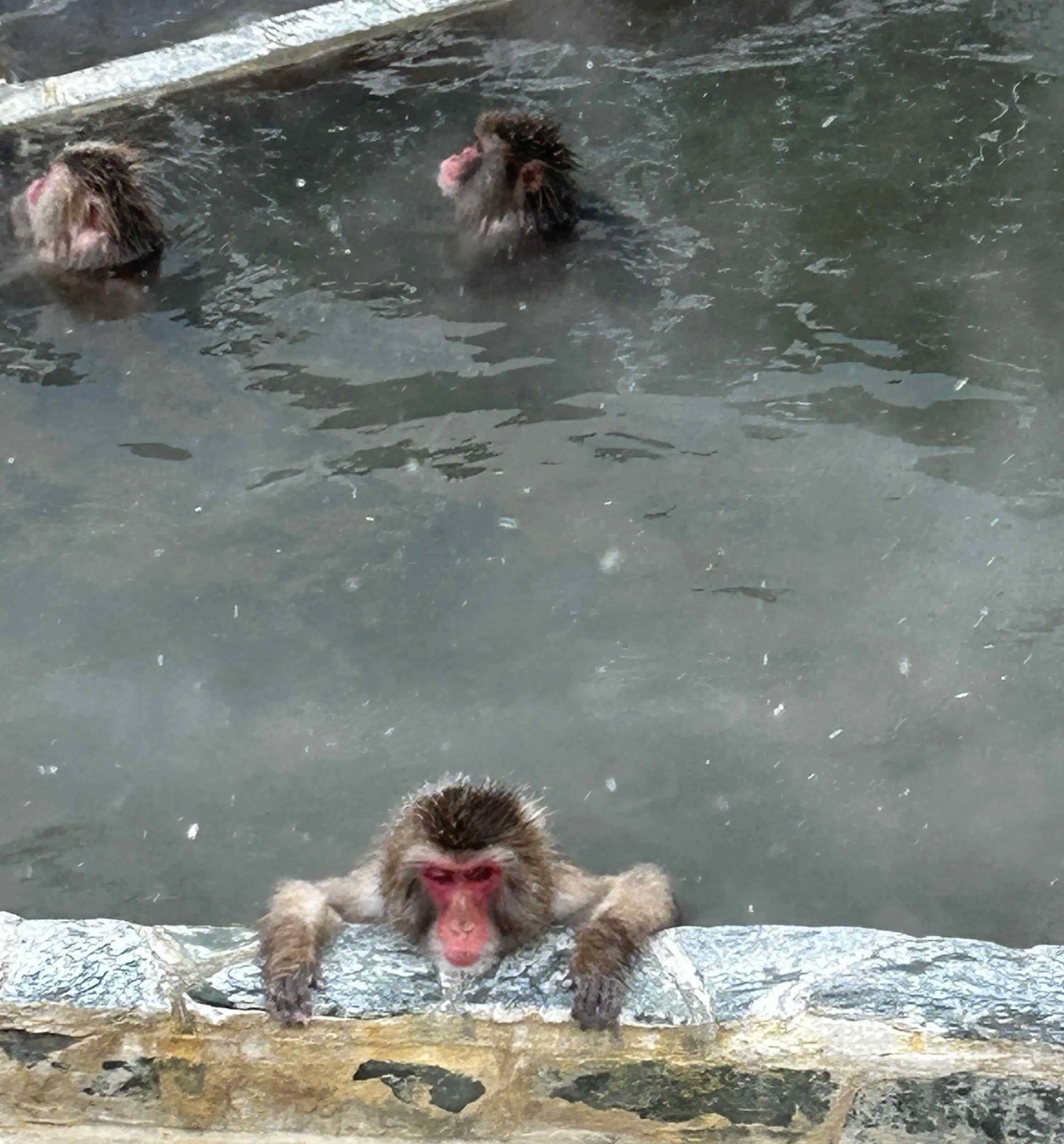 猿が温泉に浸かってました