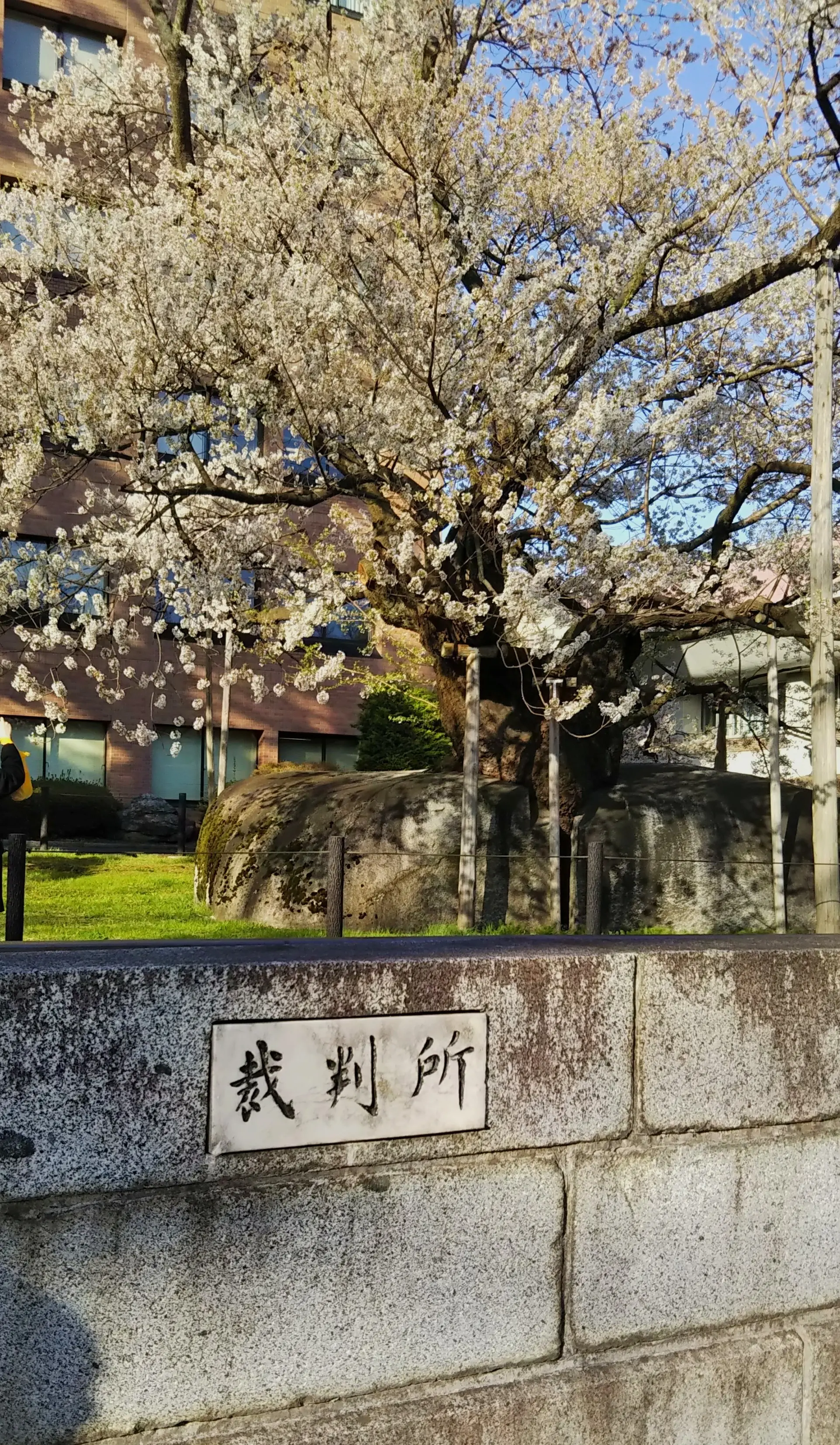 盛岡地方裁判所前の石割桜