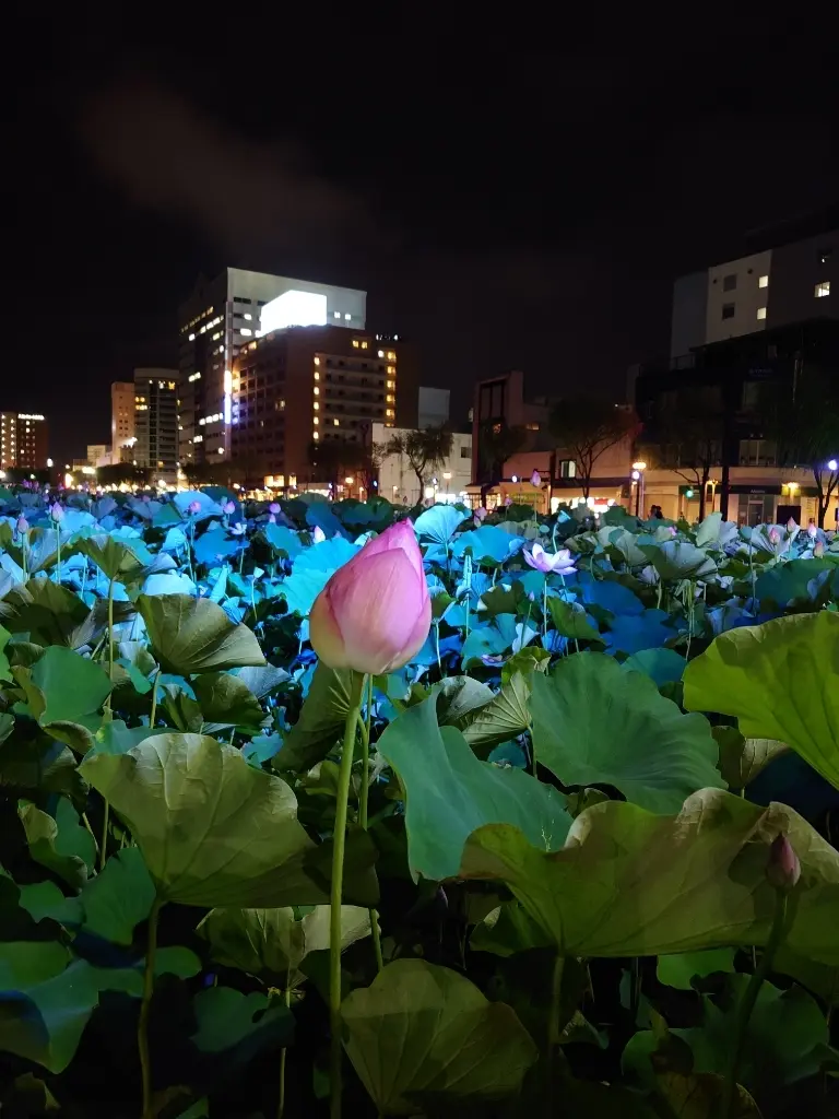 ライトアップ蓮の花