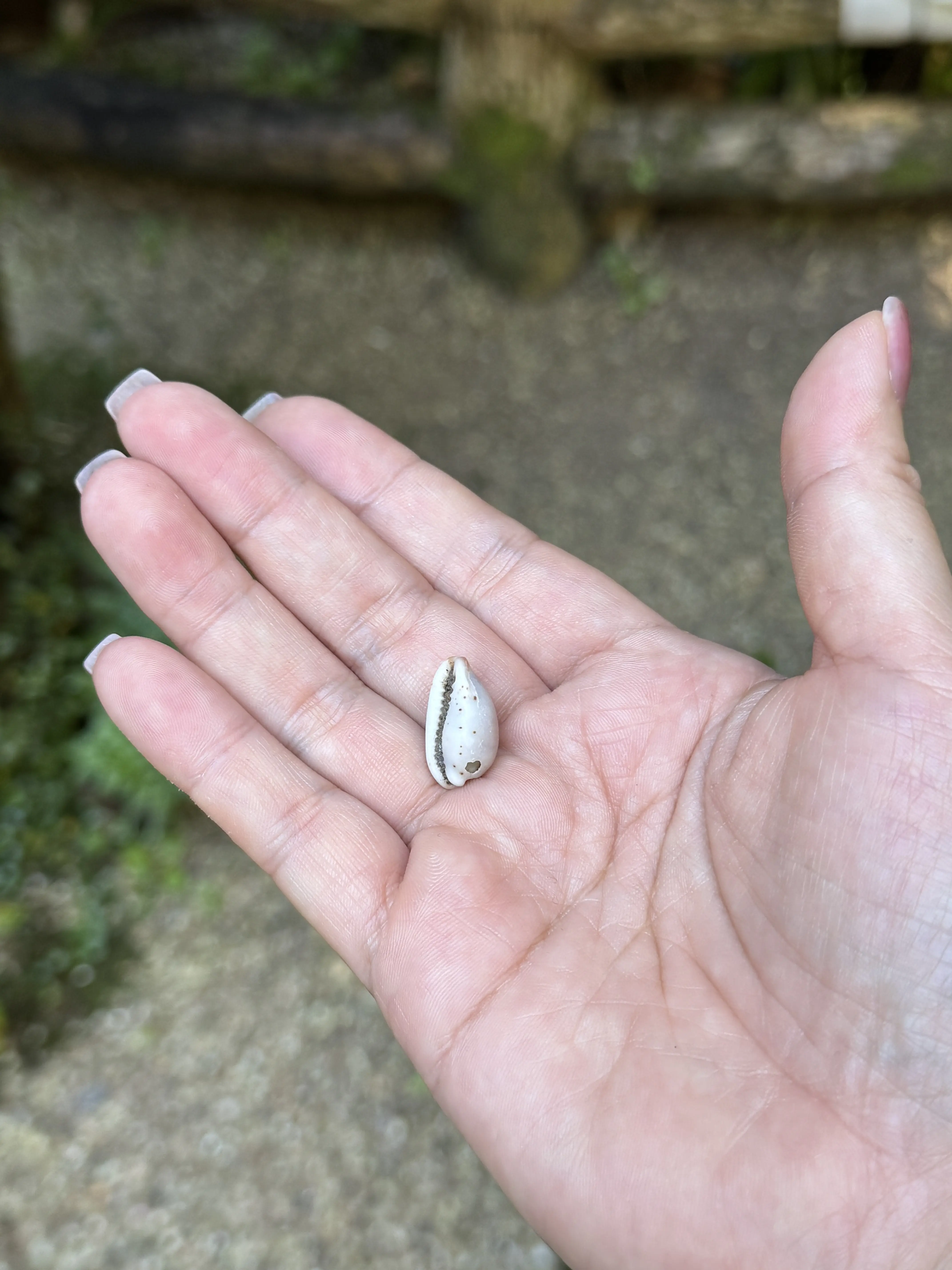 青島神社　真砂の貝文