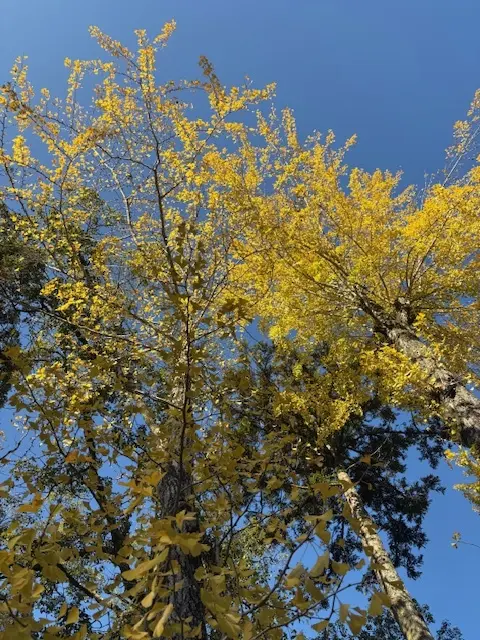 【福岡】ONE FUKUOKA BLDG.（ワンビル）素敵な休日ランチ_1_6