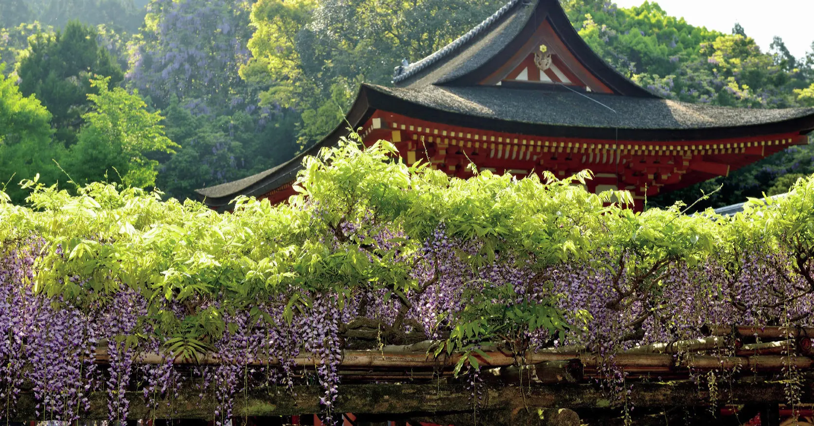 藤を訪ねて、古都の旅へ】山藤の名所「奈良・春日大社」で穏やかなとき