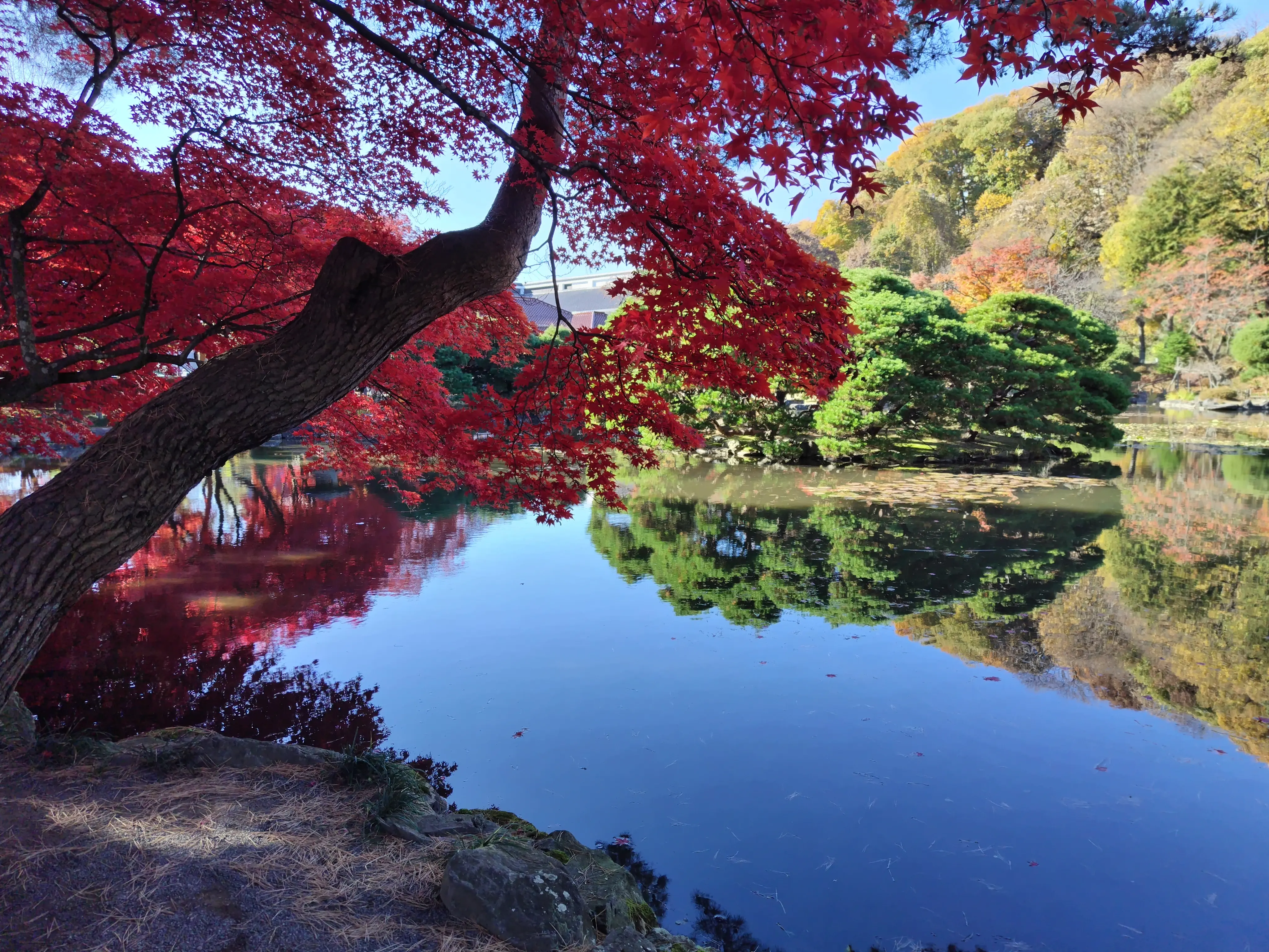 盛岡から、紅葉だよりをお届けします🎵_1_7