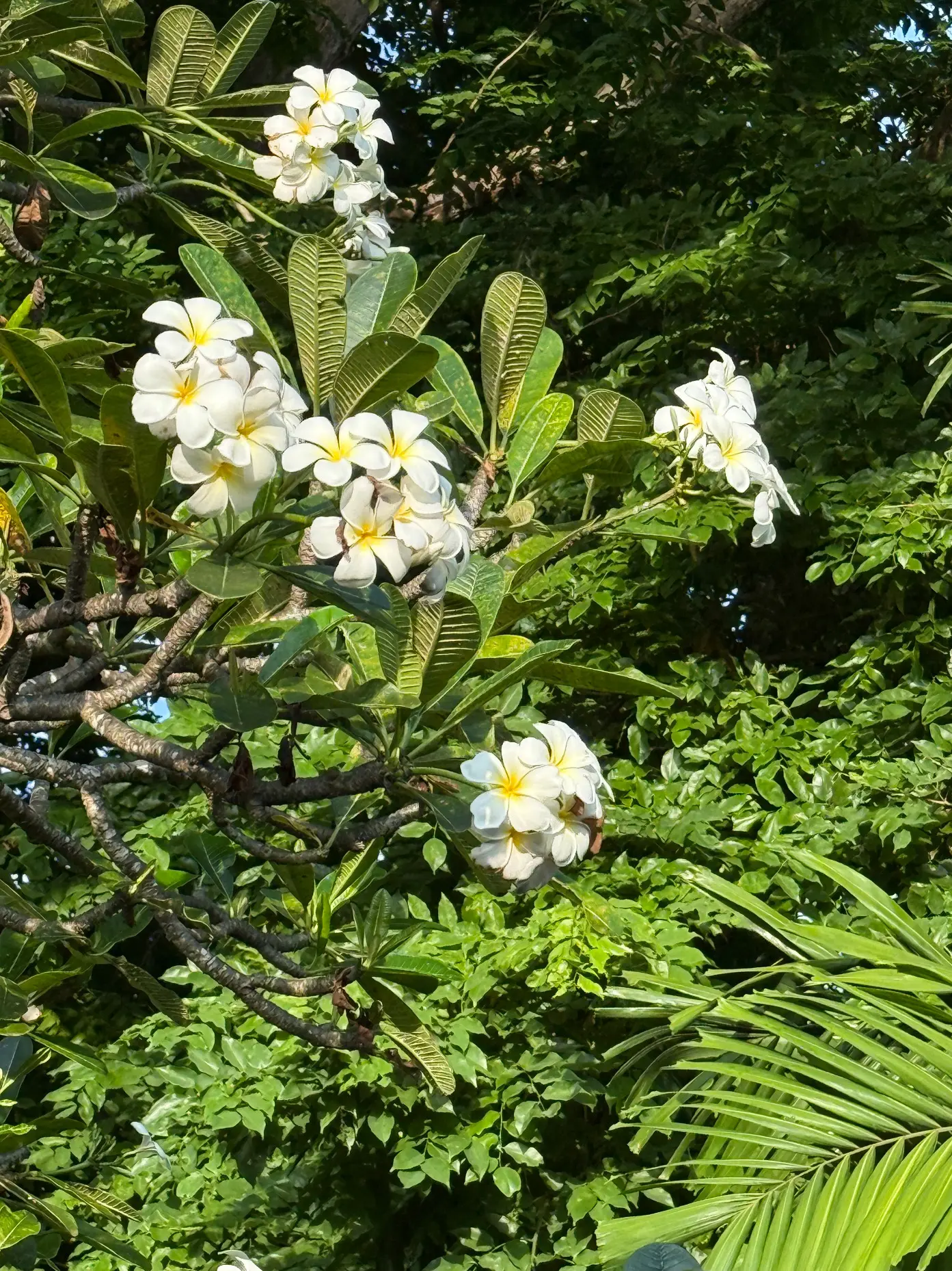 【50代夫婦旅行】 大人がのんびり楽しめるビーチと街があるバリ島サヌール地区_1_9