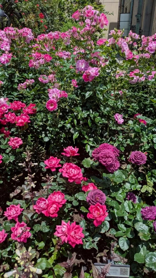 都会の真ん中で薔薇を楽しんで来ました~♡_1_7