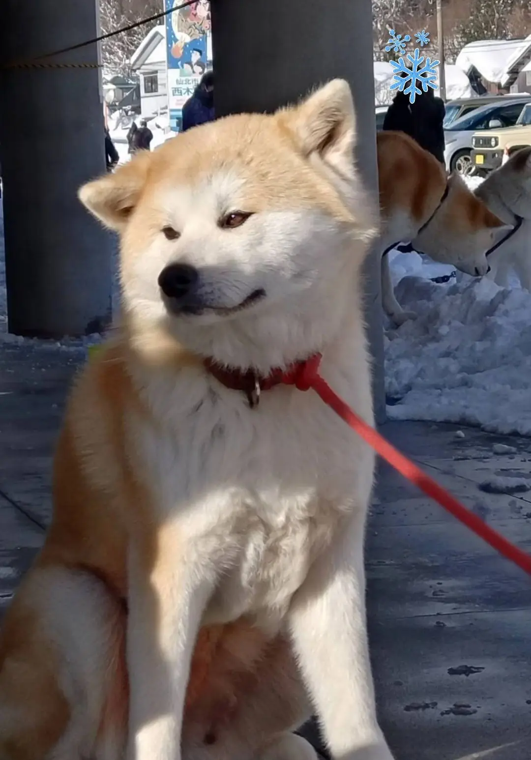 紙ふうせん会場の秋田犬