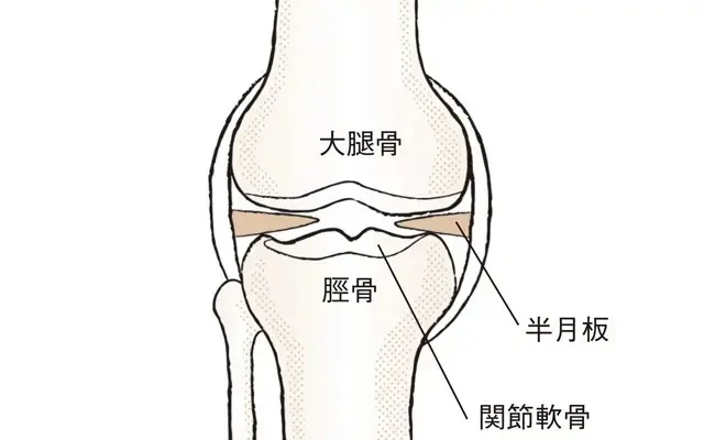 正常な膝関節