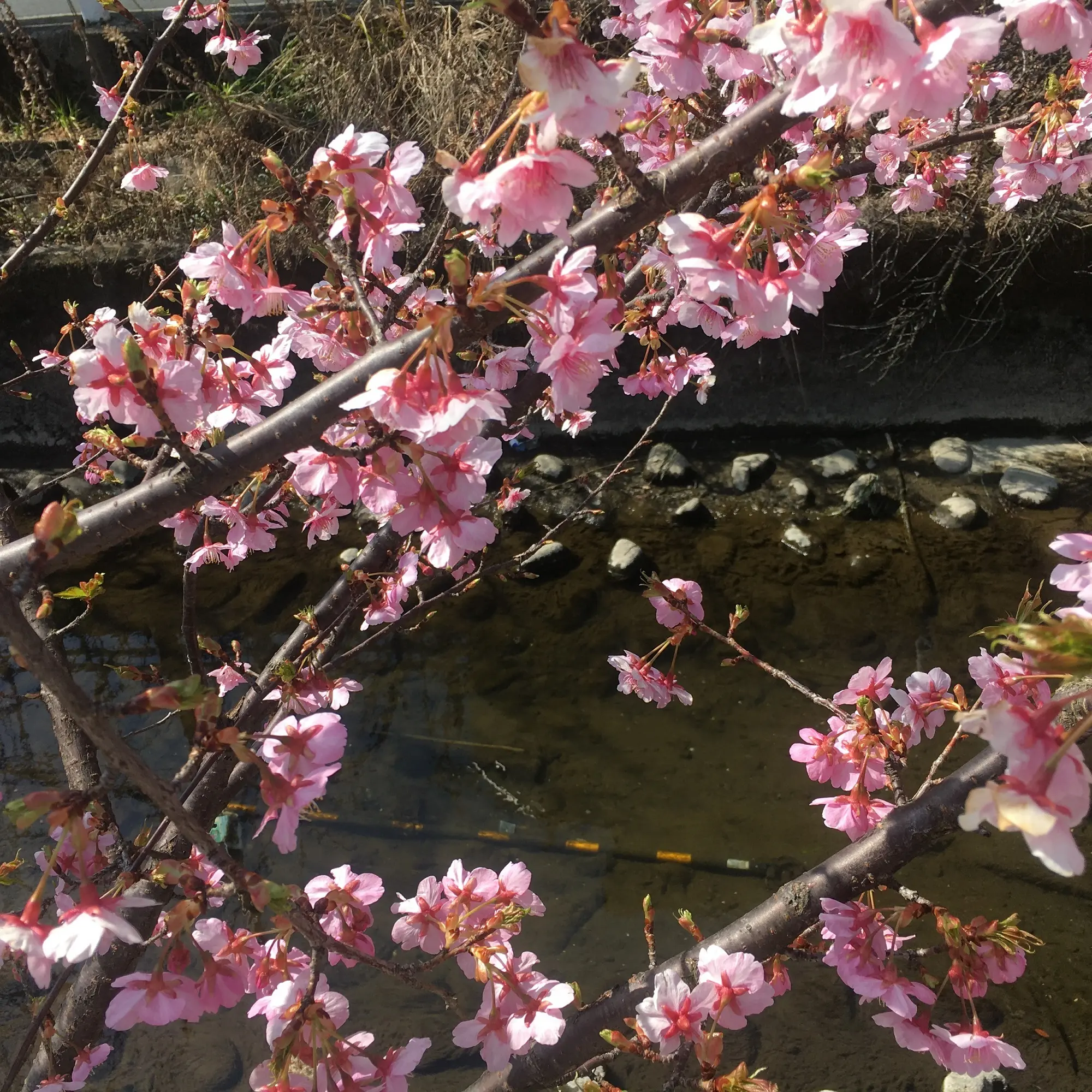 小川に桜、きれいです