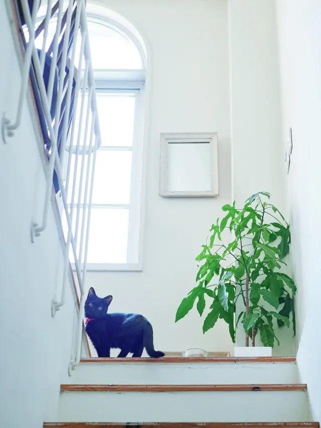 平野さん宅は、築100年近い集合住宅の中のメゾネット。漆喰の白壁やアーチ窓など、洋風建築にしなやかな黒猫の姿がよく映える