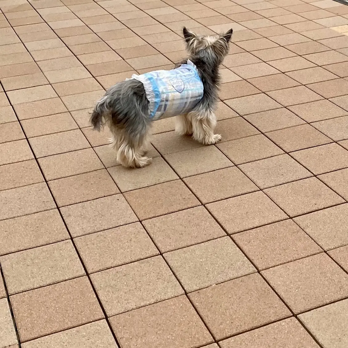 屋上のタイルの上を歩く小型犬