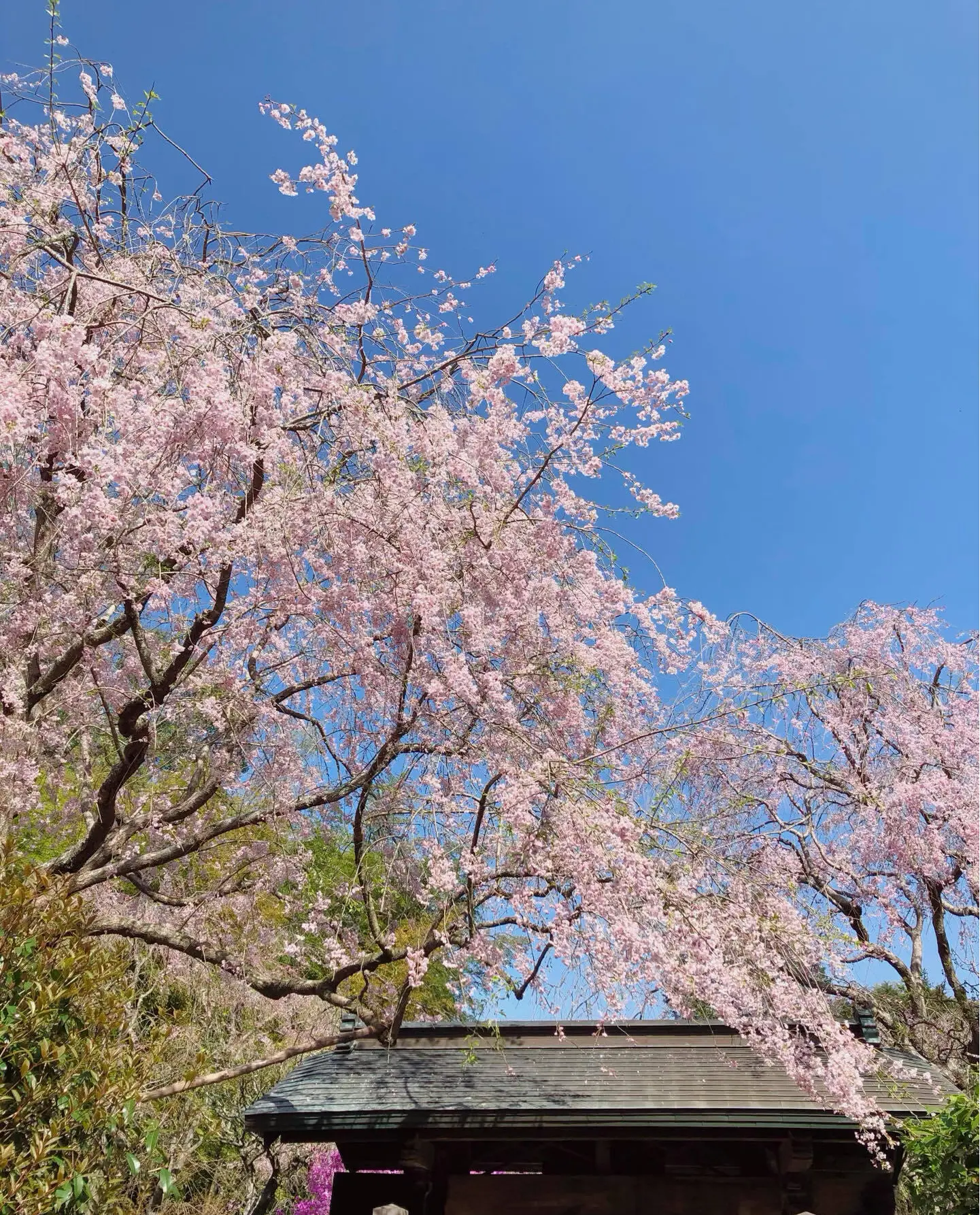 「鎌倉さんぽ」桜の季節とお気に入りの茶寮_1_19