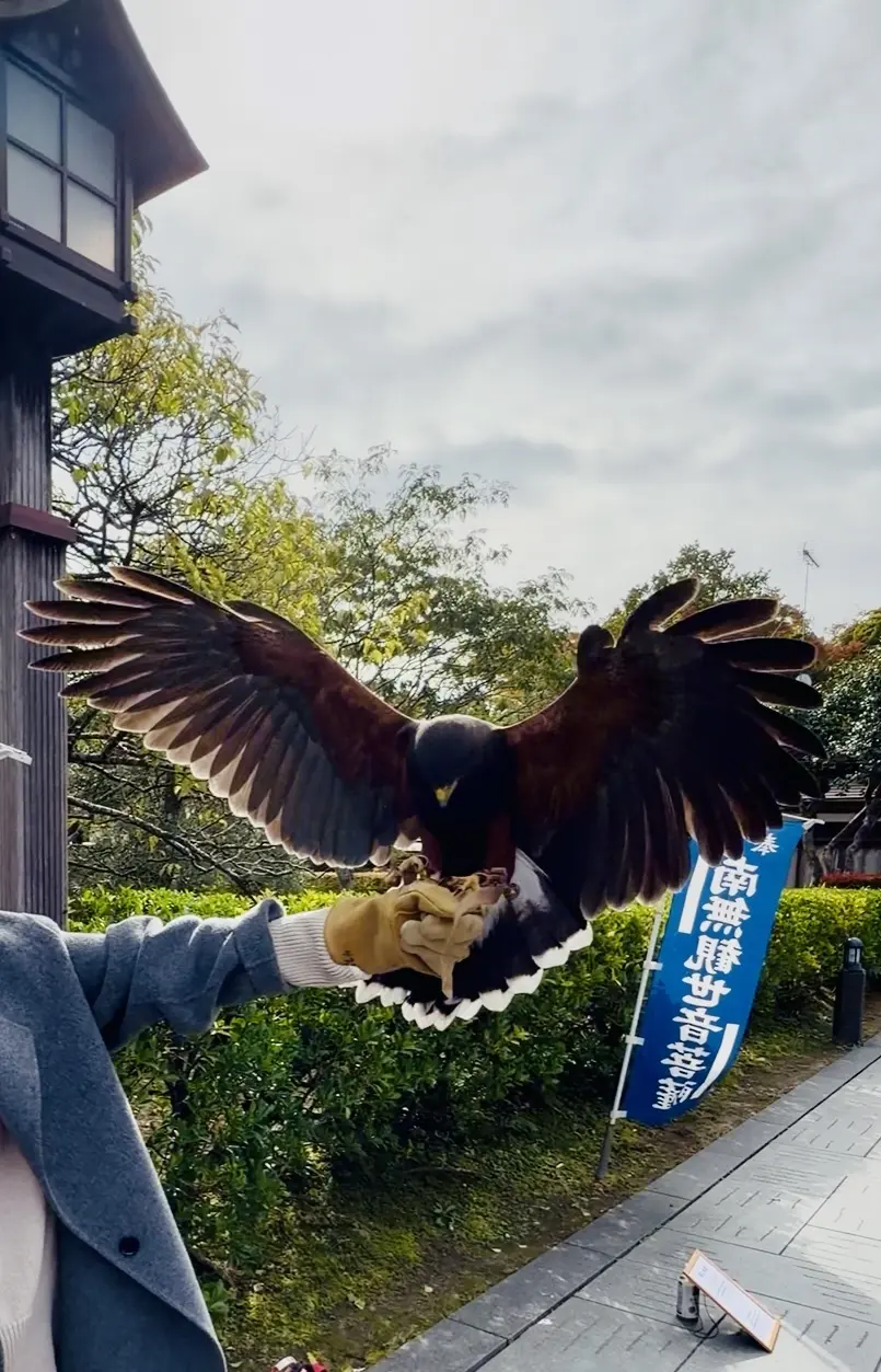 【秋の仙台旅行】「宮島」と「瑞巌寺」で鷹匠🦅にチャレンジ_1_12