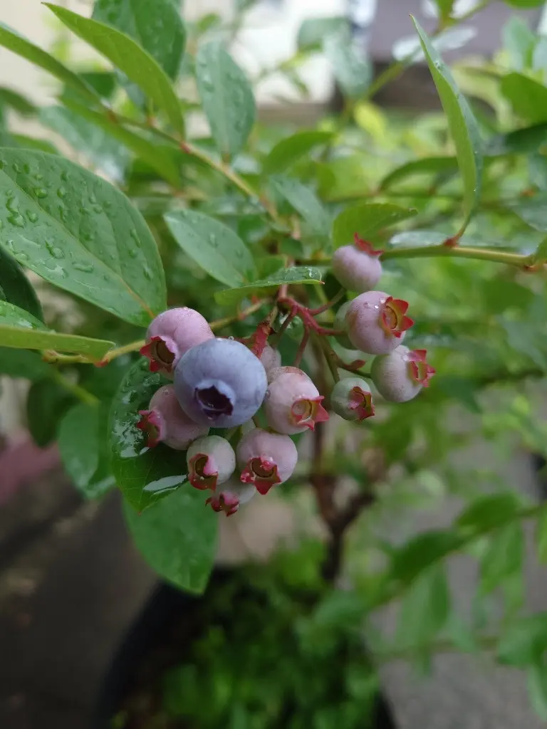 鉢植えのブルーベリー②