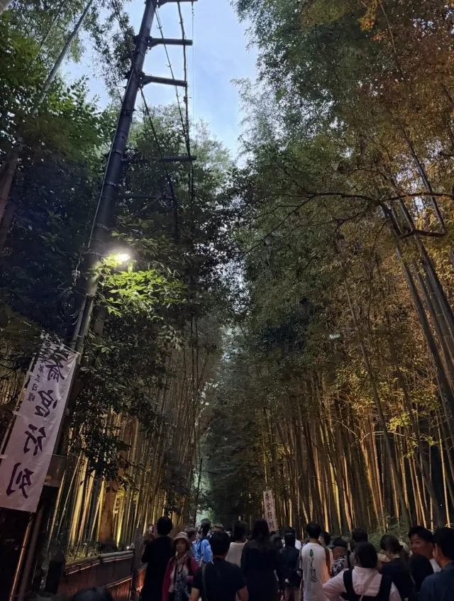 京都「嵐山月灯路」の幻想的な世界へ_1_4