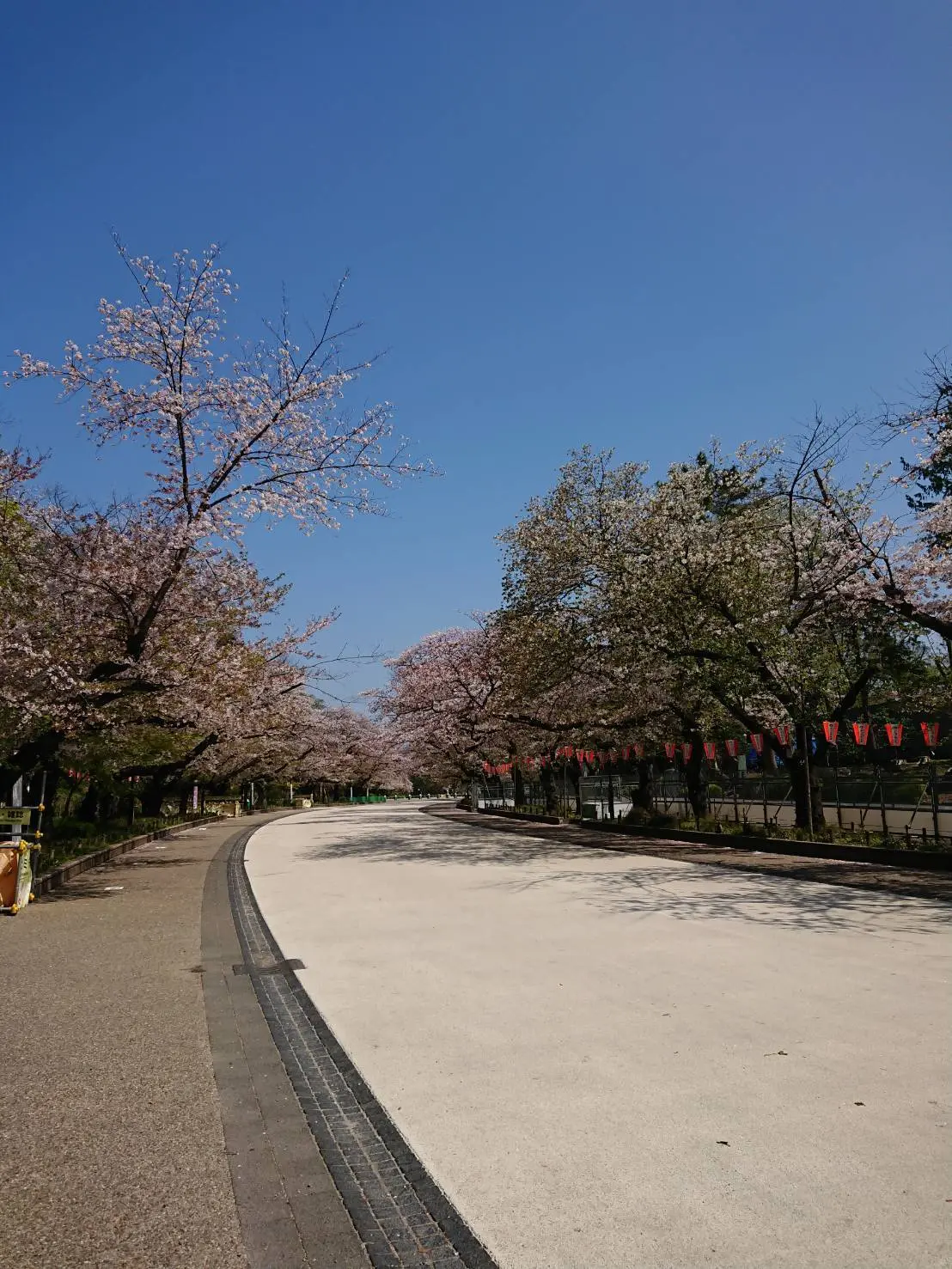 だ～れもいない上野の山の桜