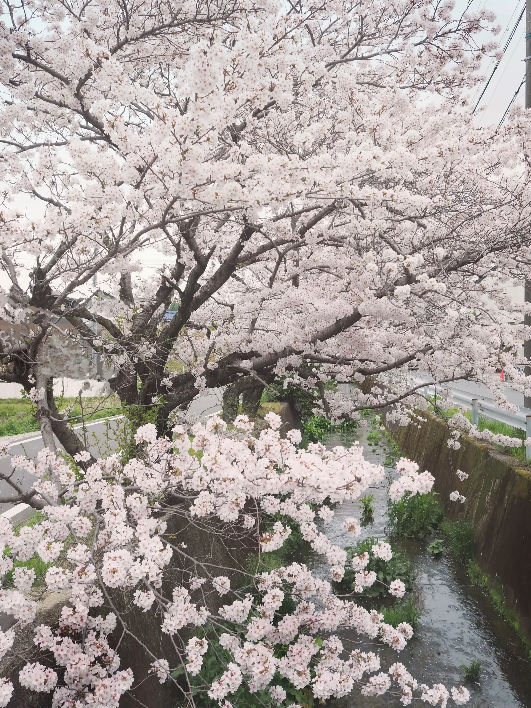 ニューヘアスタイルの春、桜めぐり_1_5