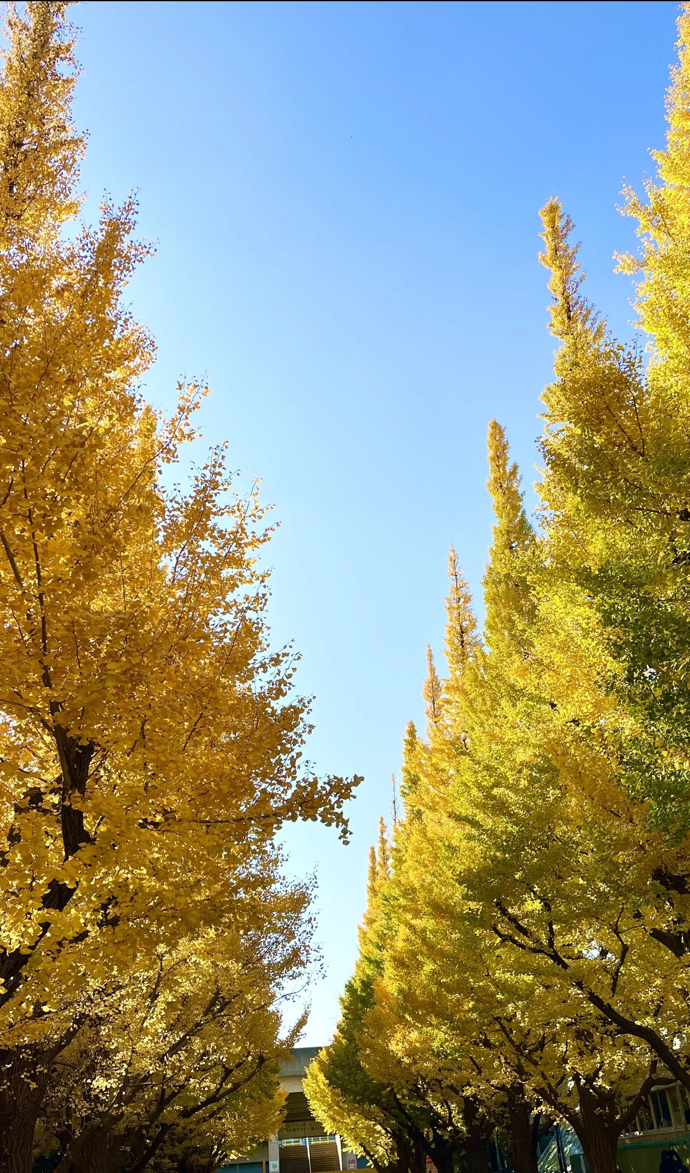 アートと美味しいものを満喫した東京ステイ、そして、上野で勘違い再び_1_11