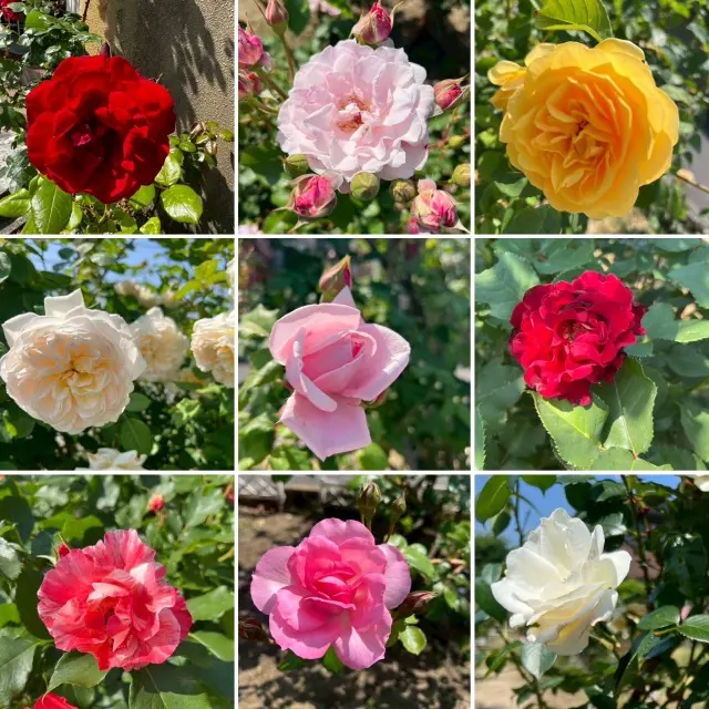 薔薇に包まれた館(岐阜市)_1_3