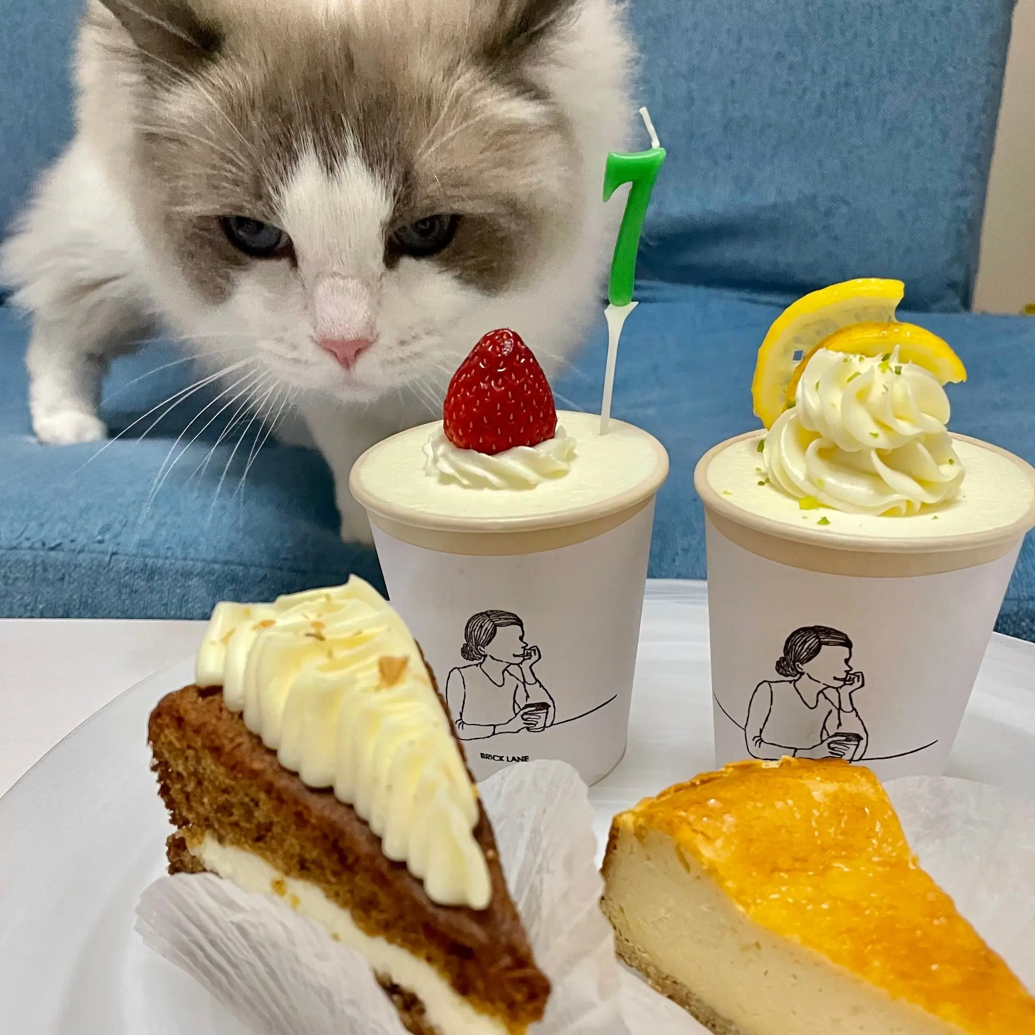 イチゴのカップケーキの匂いを嗅ぐ猫