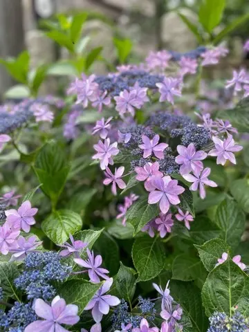 紫陽花鑑賞　今年は..._1_2-2