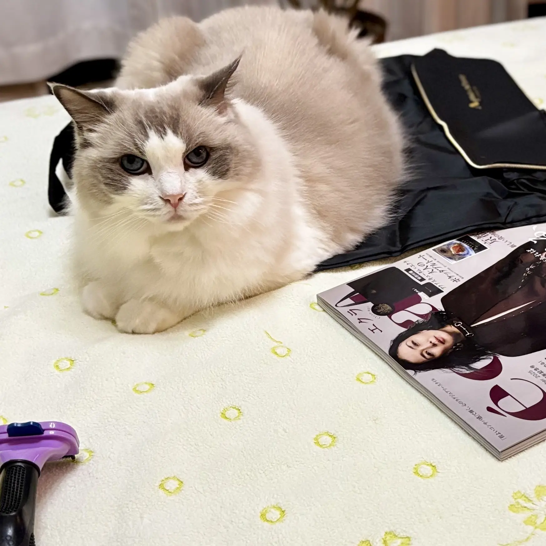 特別付録の上に乗るねこさま(下の子)③