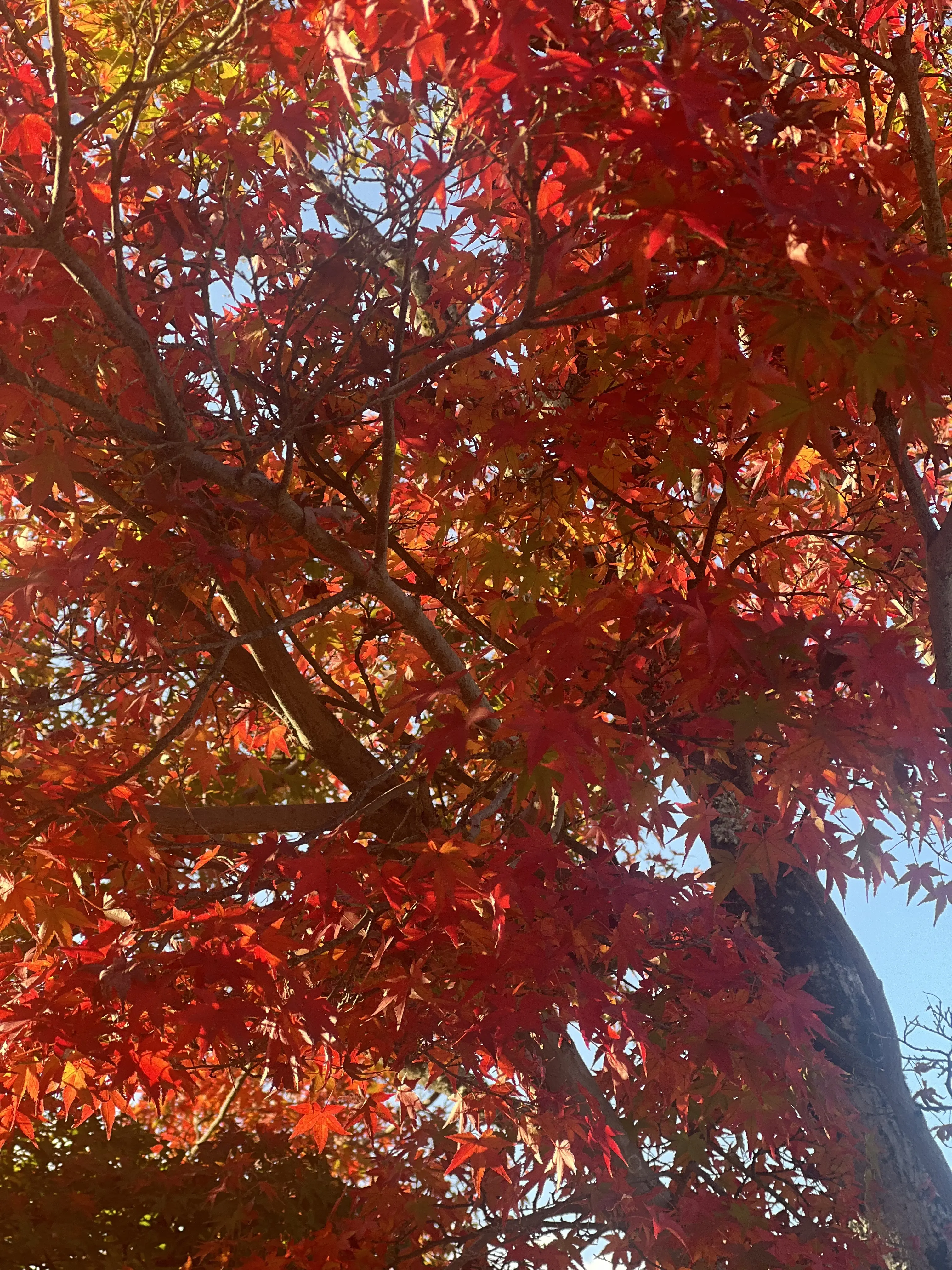 大本山　天龍寺　紅葉