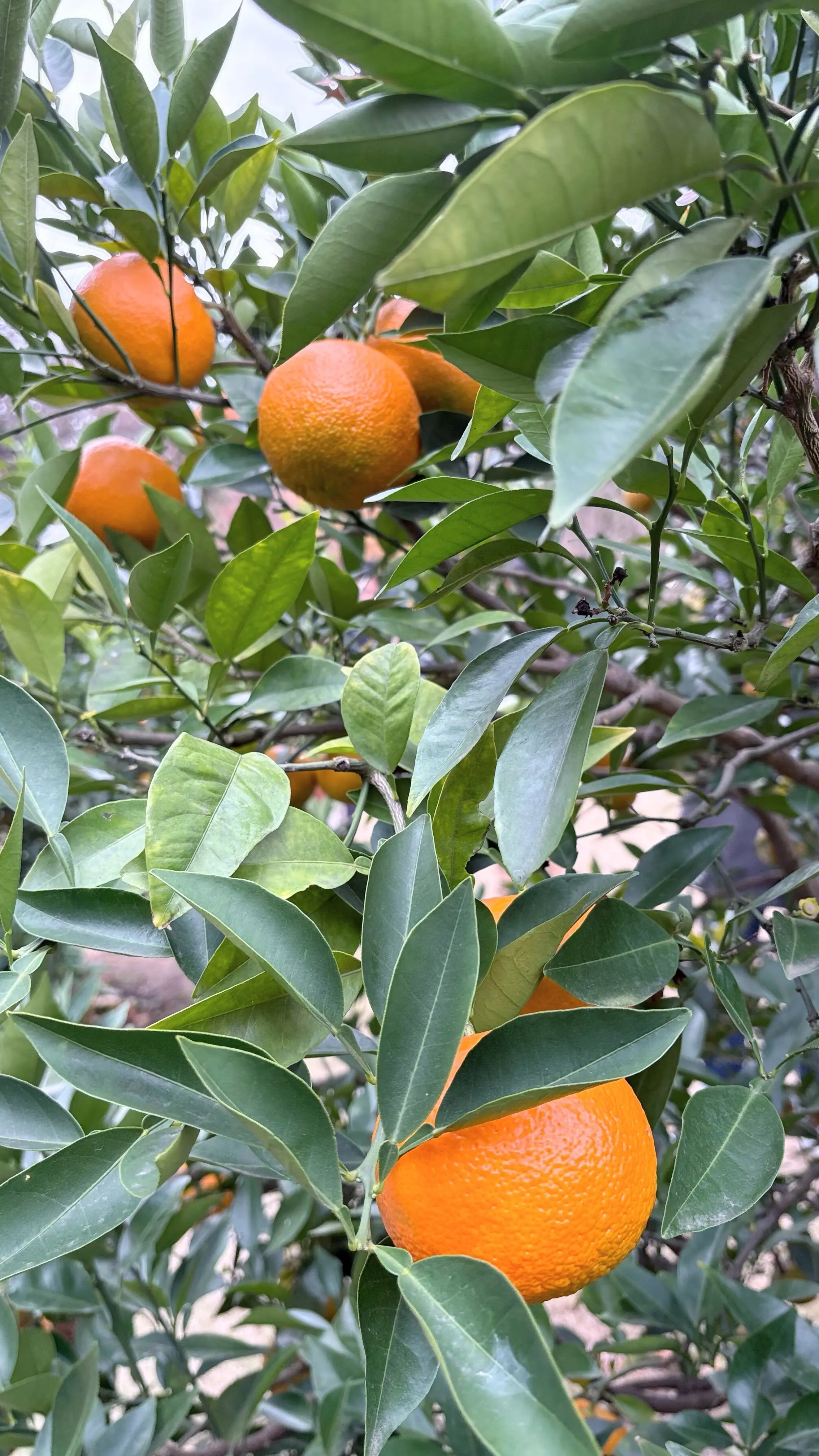 乾通り散策＊GUコーデ_1_9