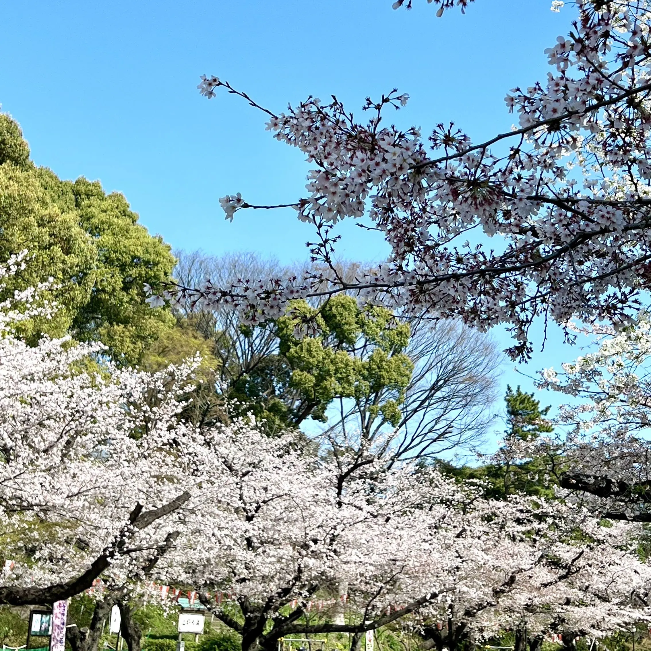 上野恩賜公園の桜　桜のメインストリート