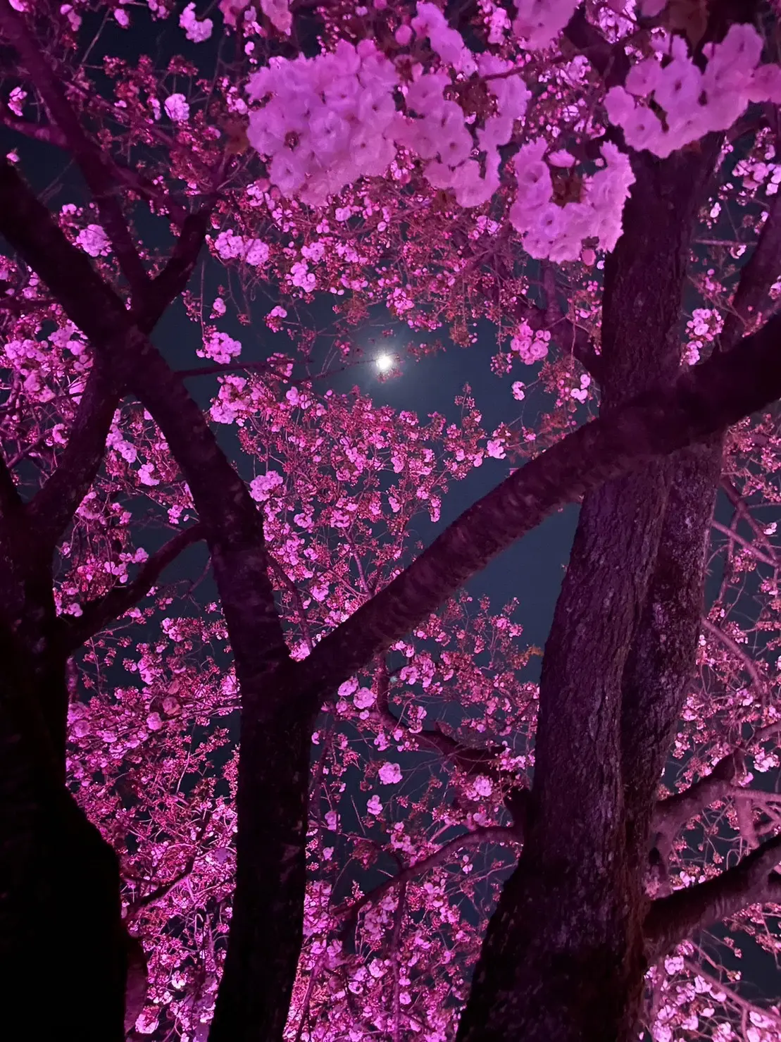 期間限定 ライトアップ夜桜　～幻想の世界～　新宿御苑×NAKID_1_1-1