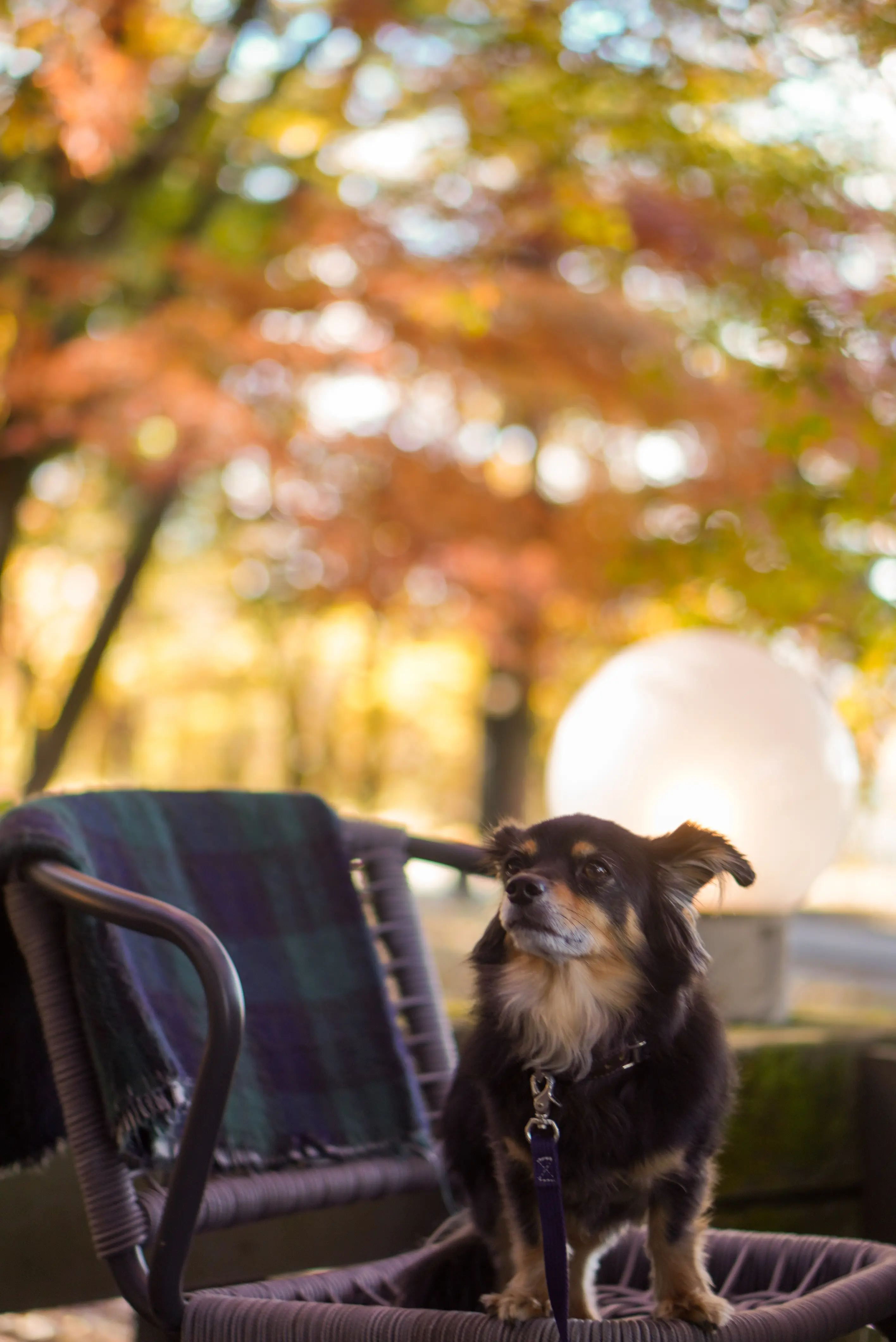 彩りの秋、紅葉真っ盛りの山中湖ドライブ♪熱々ほうとうや超人気カフェ♪_1_8
