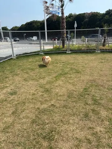 夏休み　湘南初！道の駅「湘南ちがさき」へ行って来ました！_1_4