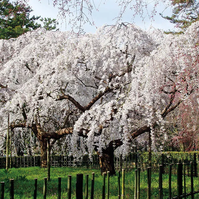京都御苑内、近衛邸跡地の糸桜